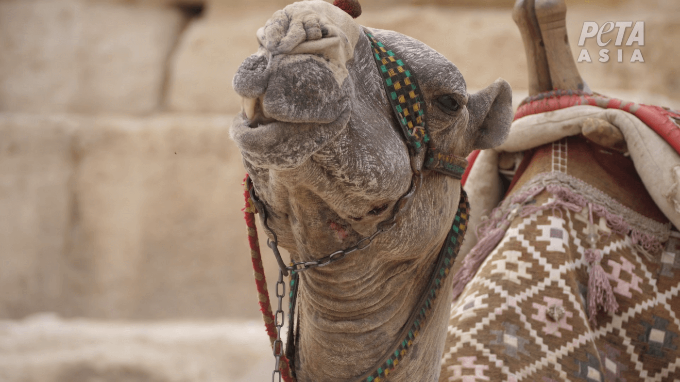 PETA Exposes the Hidden Cruelty Behind Tourist Rides as Egypt Celebrates Its Grand Museum Opening.webp