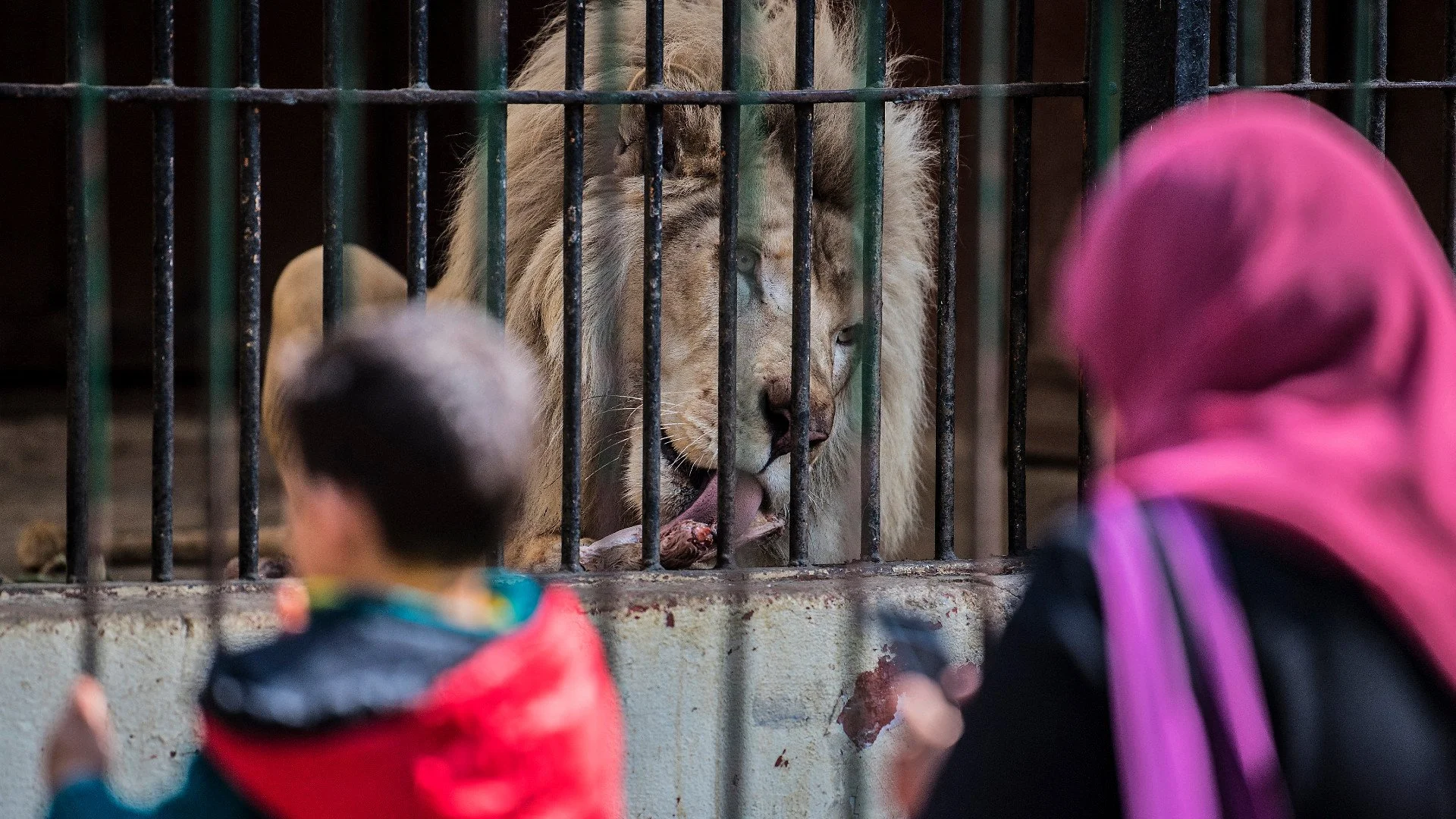 Reports of Distress and Alleged Killings Raise Concerns at Giza Zoo’s 2026 Reopening