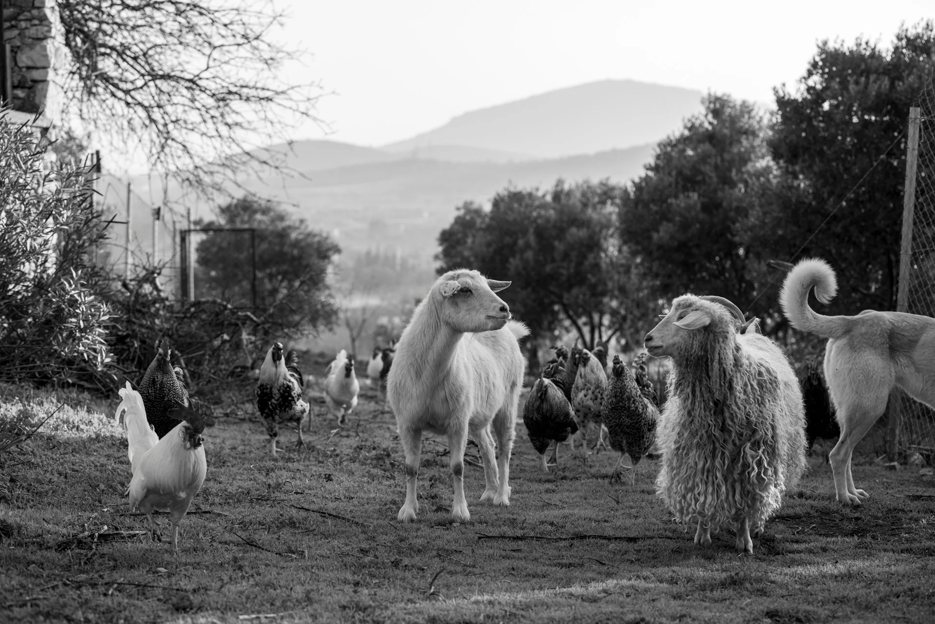 Pathways to Protecting Farmed Animals in the United Arab Emirates: Consumer Perspectives and Shifting Food Systems