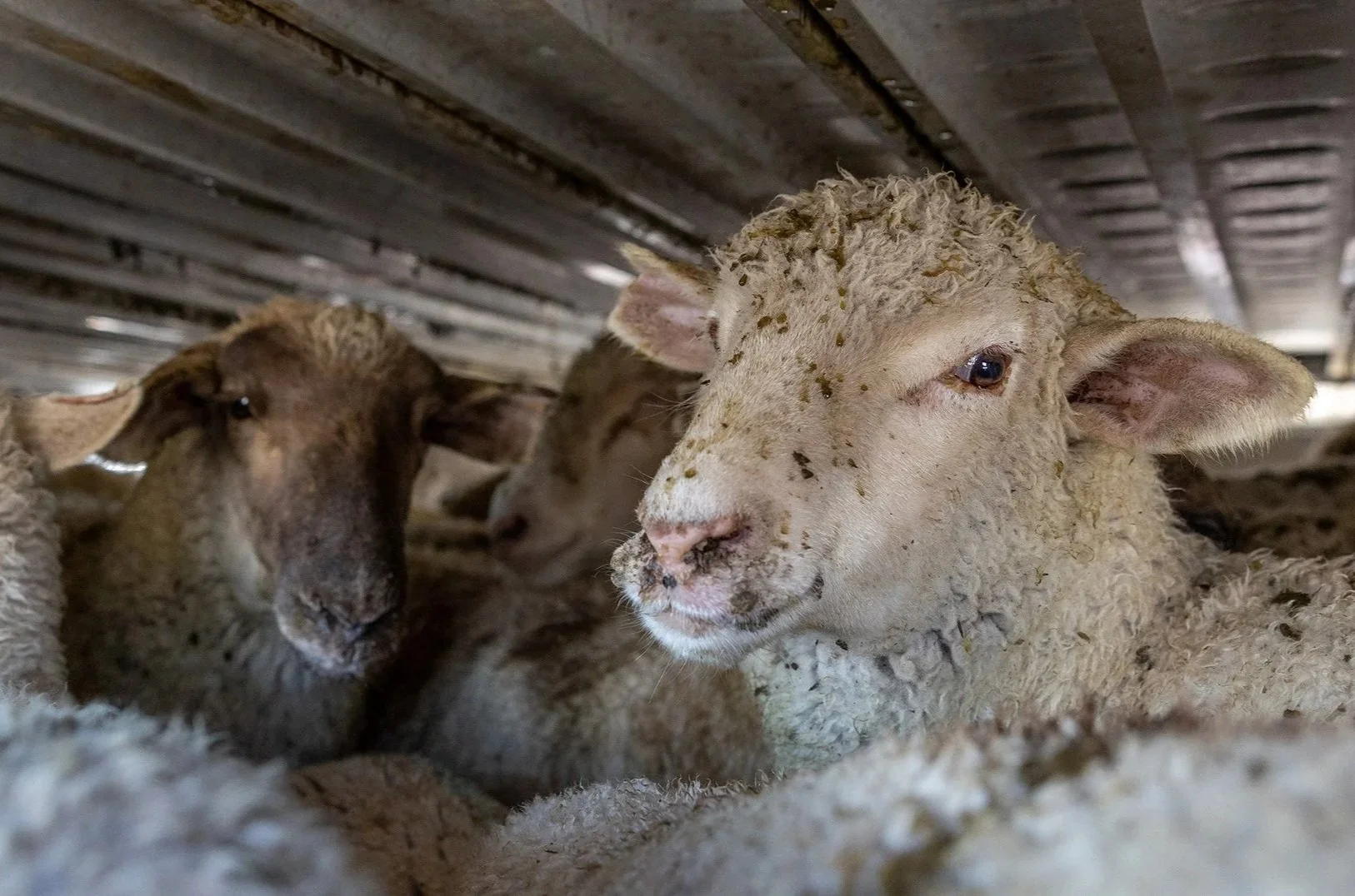 Animal Welfare Groups Urge South Africa to Ban Live Animal Exports, Mostly Destined for the Middle East