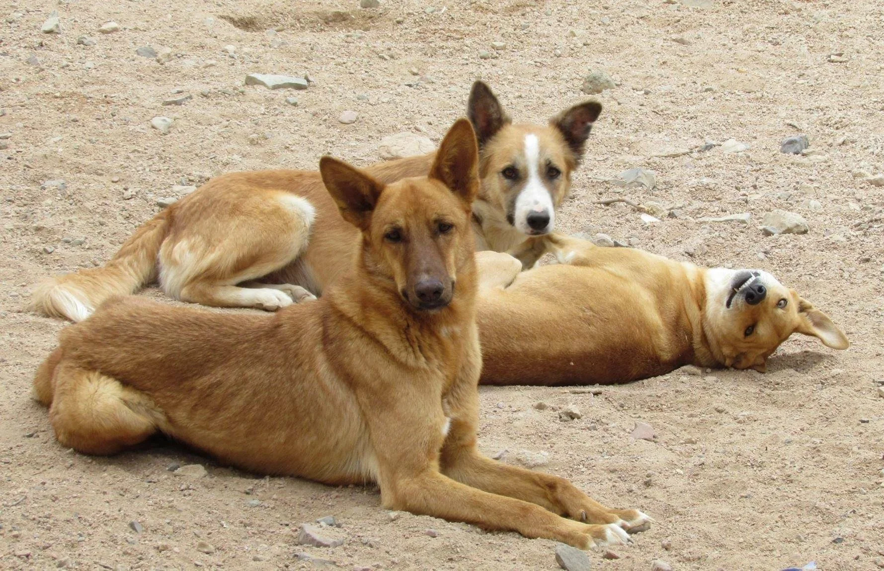 A Turning Point for Animal Welfare: Egypt Aligns with Global Standards on Stray Management