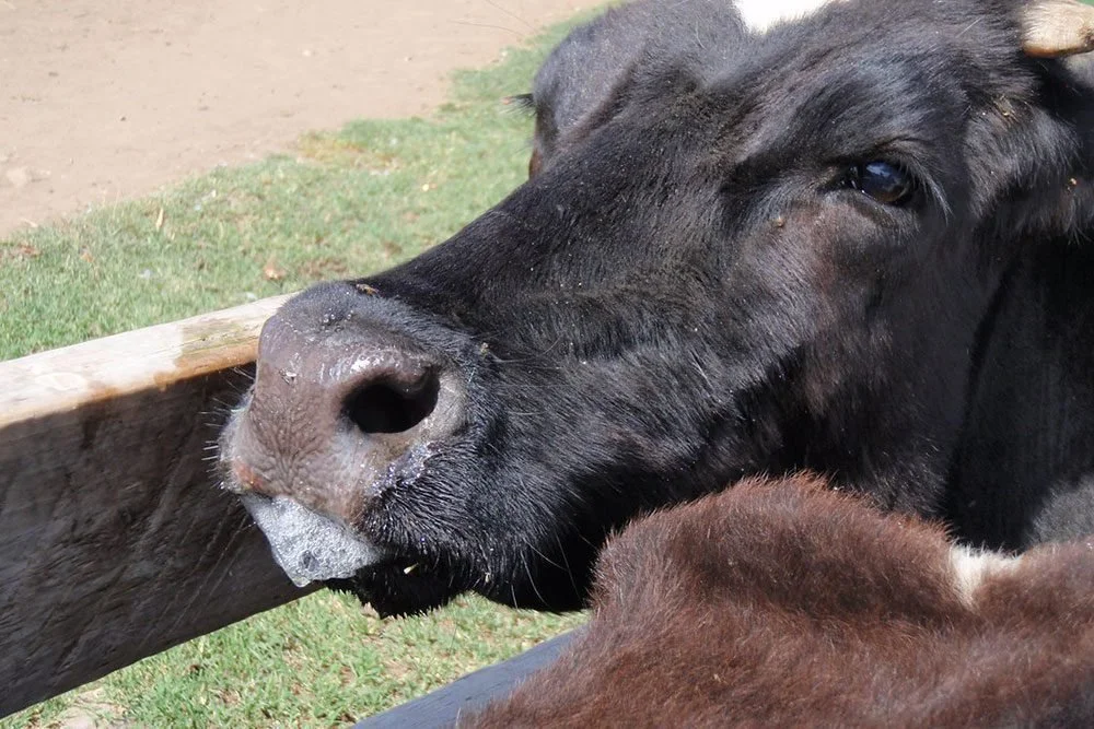 Foot and Mouth Disease in the Middle East: Governments Report Billions in Economic Losses, Cattle and Sheep Bear the Suffering