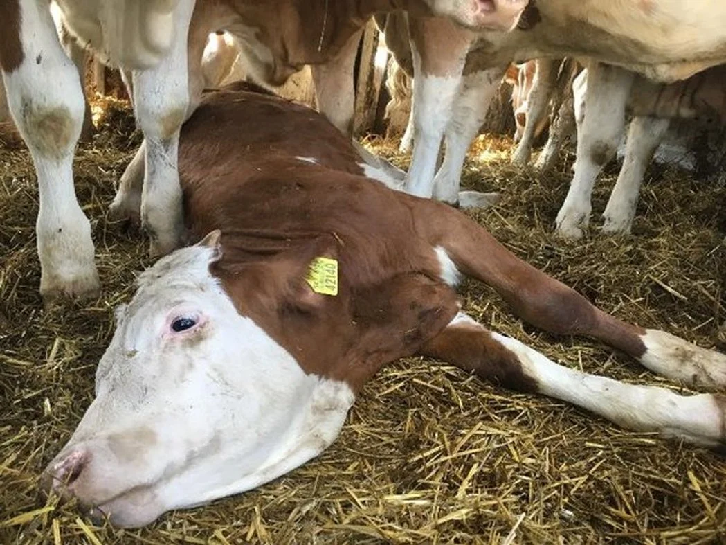 Denied Entry in Turkey, A Voyage of Suffering and Death: The Spiridon II Live Export Tragedy