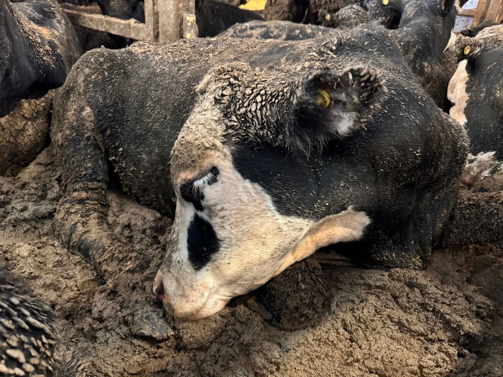 Exposing the Trade: What Middle Eastern Consumers Should Know About Live Animal Exports