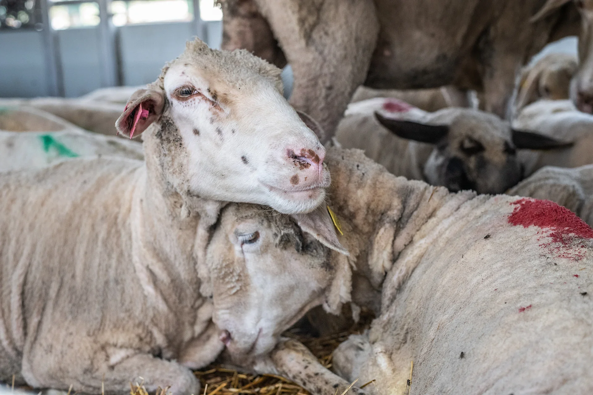 From Australia to the Middle East and North Africa: The Collapse and Cruelty of Live Sheep Exports