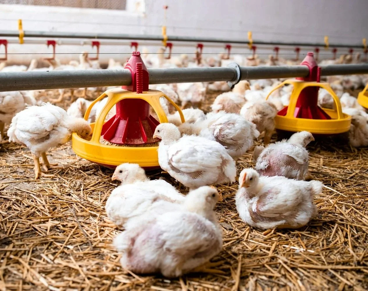 Will Saudi Arabia’s Single‑Cell Protein Innovation Reduce or Intensify Animal Suffering?