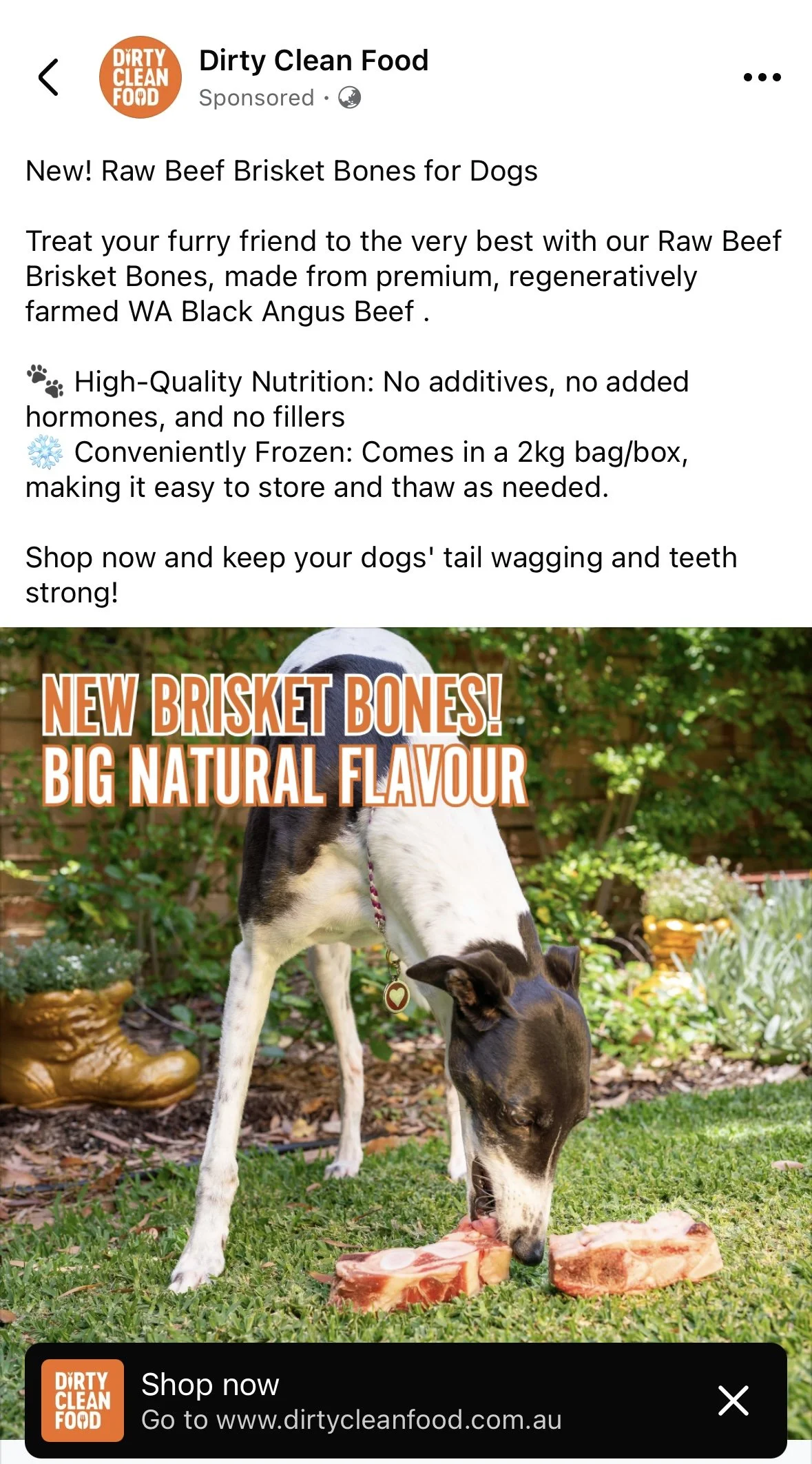 A dog eating raw beef brisket bones outside on grass with plants and trees in the background.