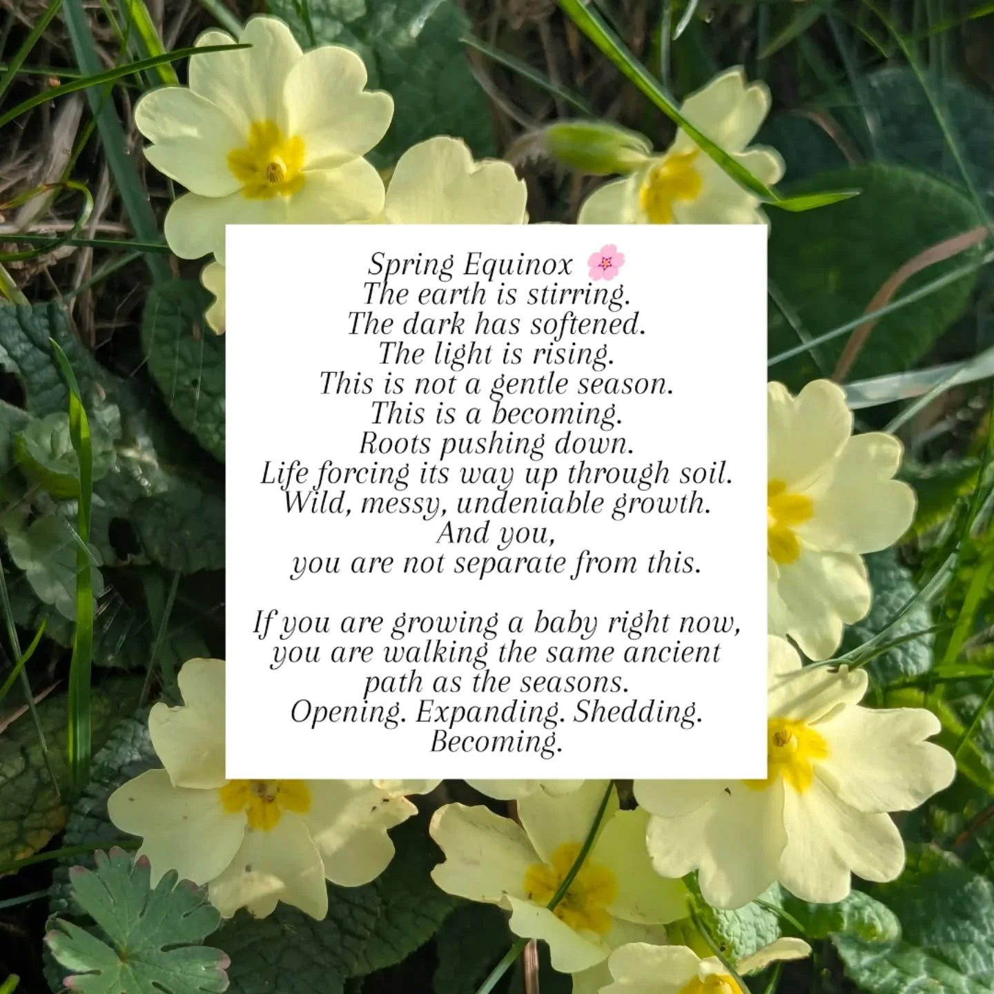 Spring Equinox 🌸

The earth is stirring.
The dark has softened.
The light is rising.

This is not a gentle season.
This is a becoming.
Roots pushing down.

Life forcing its way up through soil.
Wild, messy, undeniable growth.
And you, you are not se
