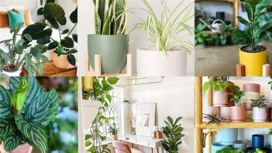 Niche Plant Business - Strong Reputation, Huge Following
