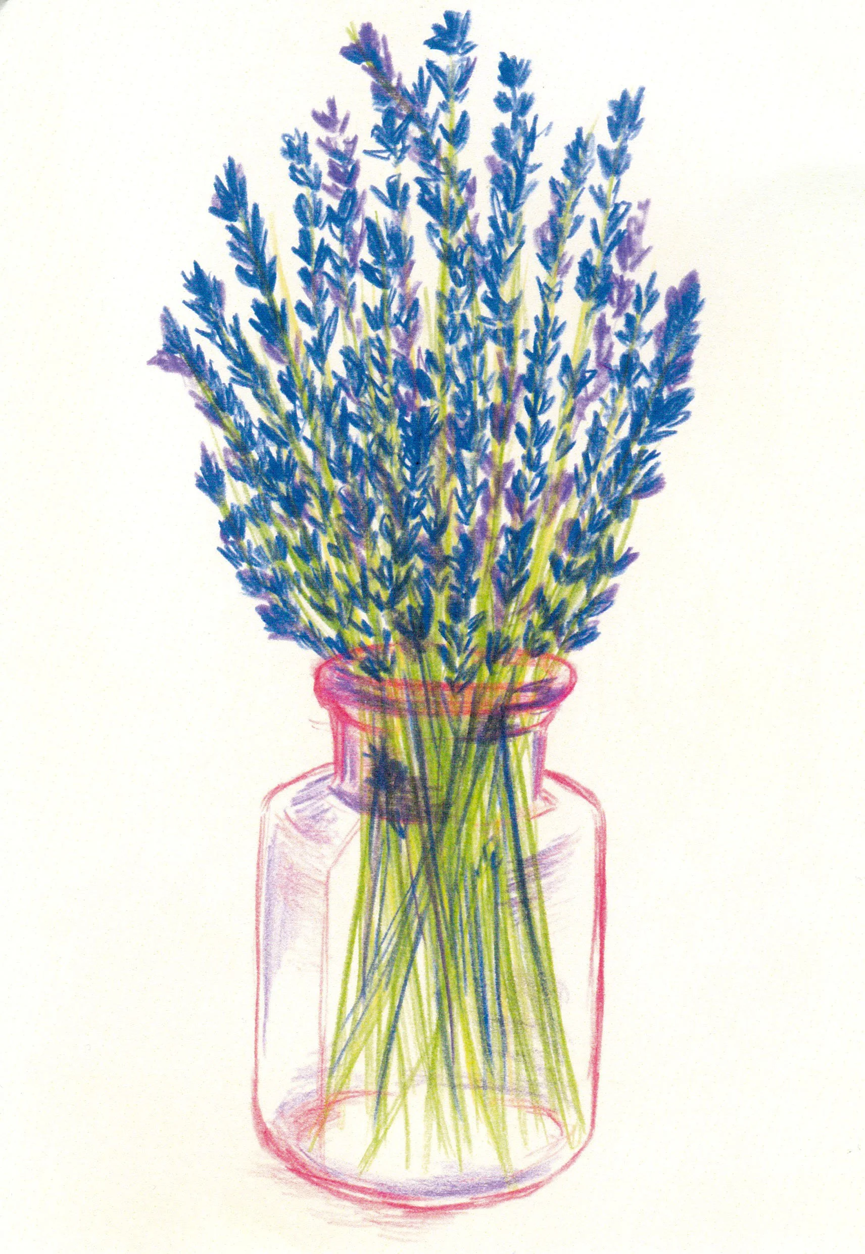 Lavender Print