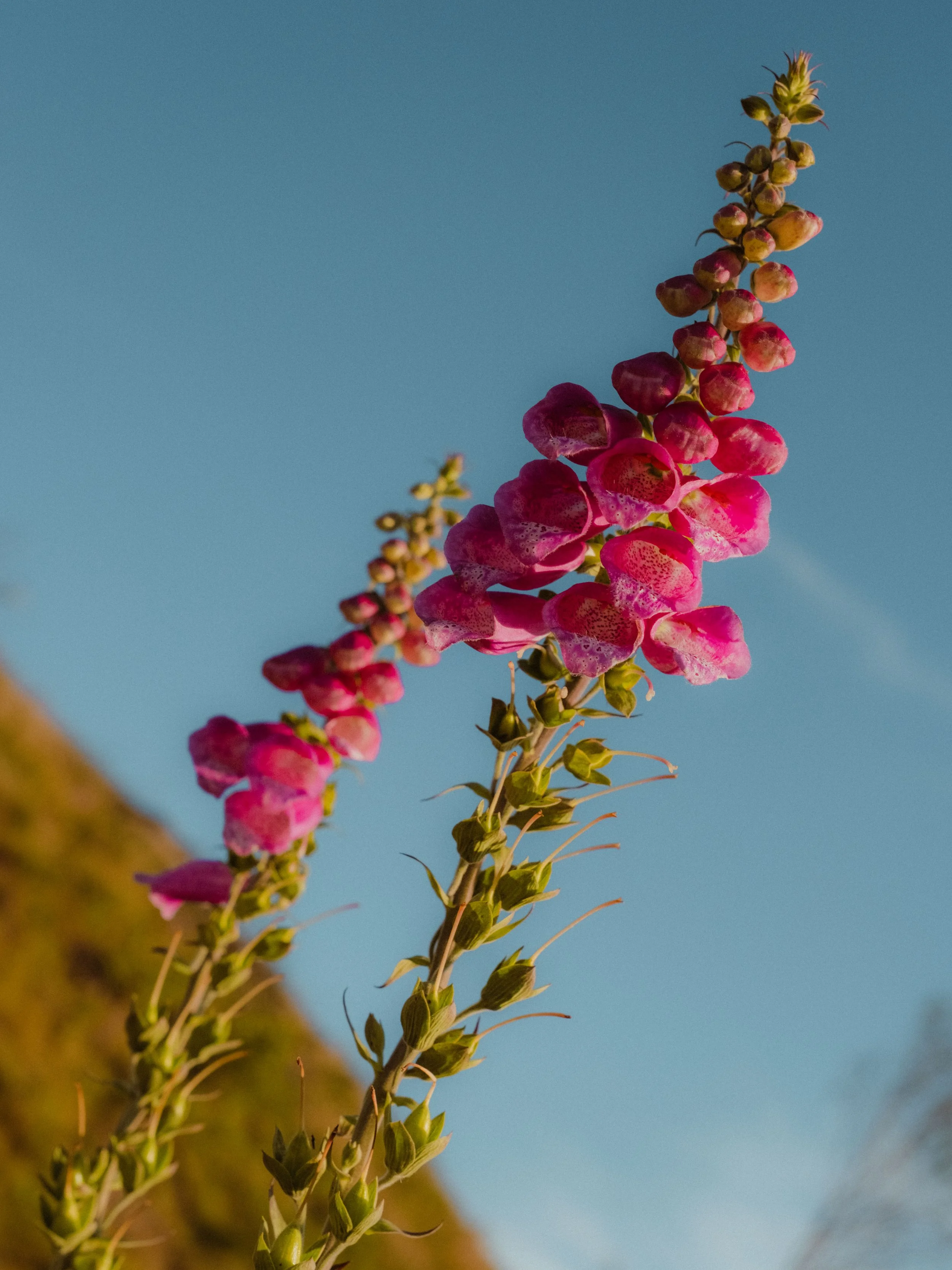 DSCF3672.JPG