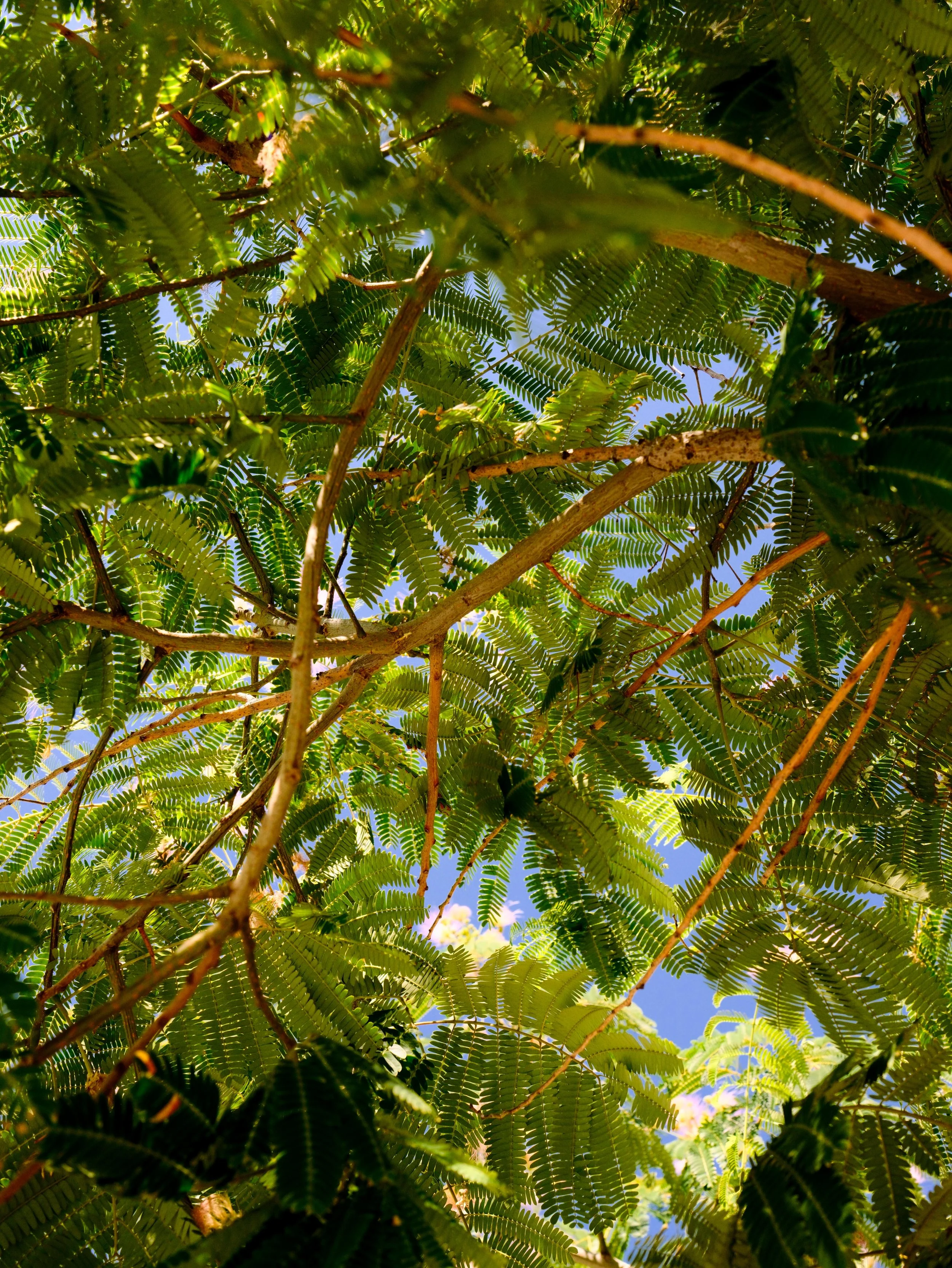 DSCF4172.JPG