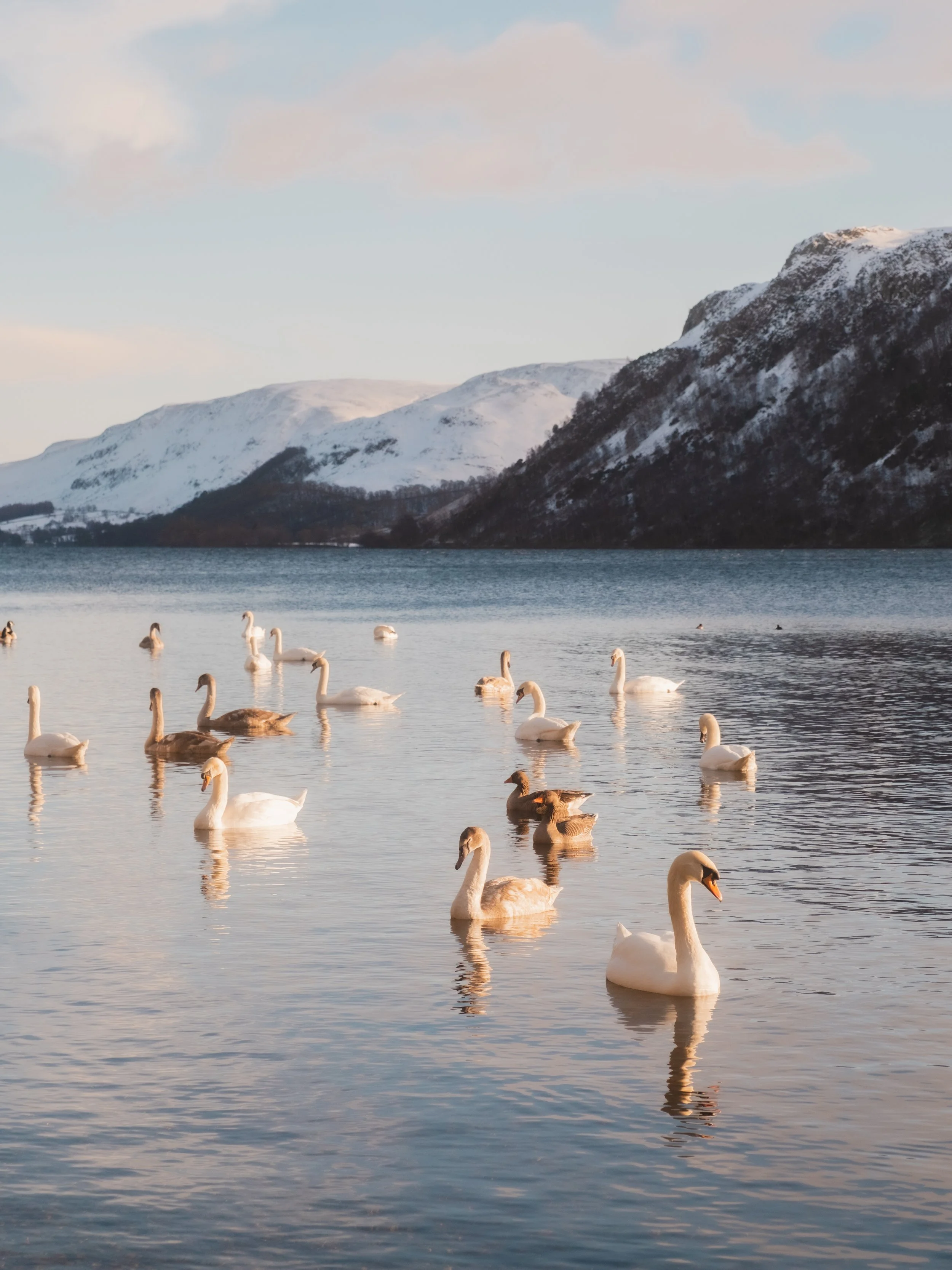 Ullswater-Swans-New-Edit-1996.jpg