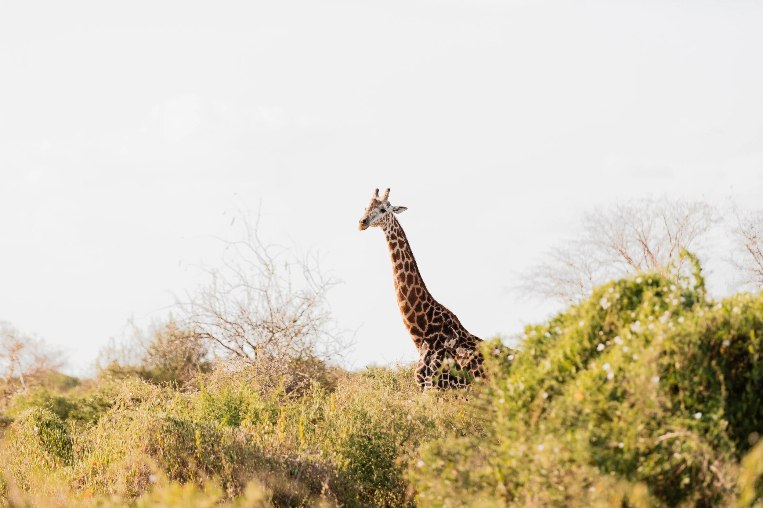 Private Yoga safari at Galdessa Camp on the Galana River, Tsavo East, Kenya, February 2024. Day eight with Wildlife & Yoga