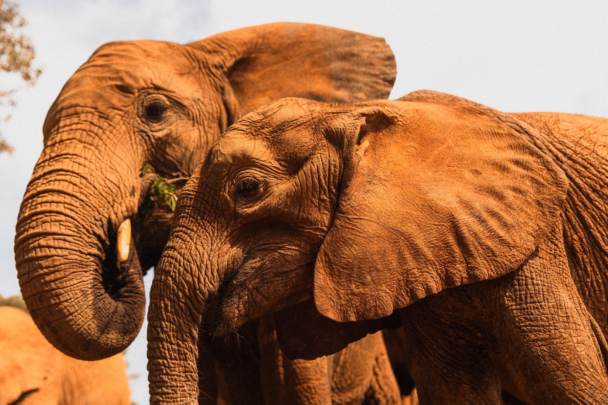 Sheldrick Wildlife Trust Elephants