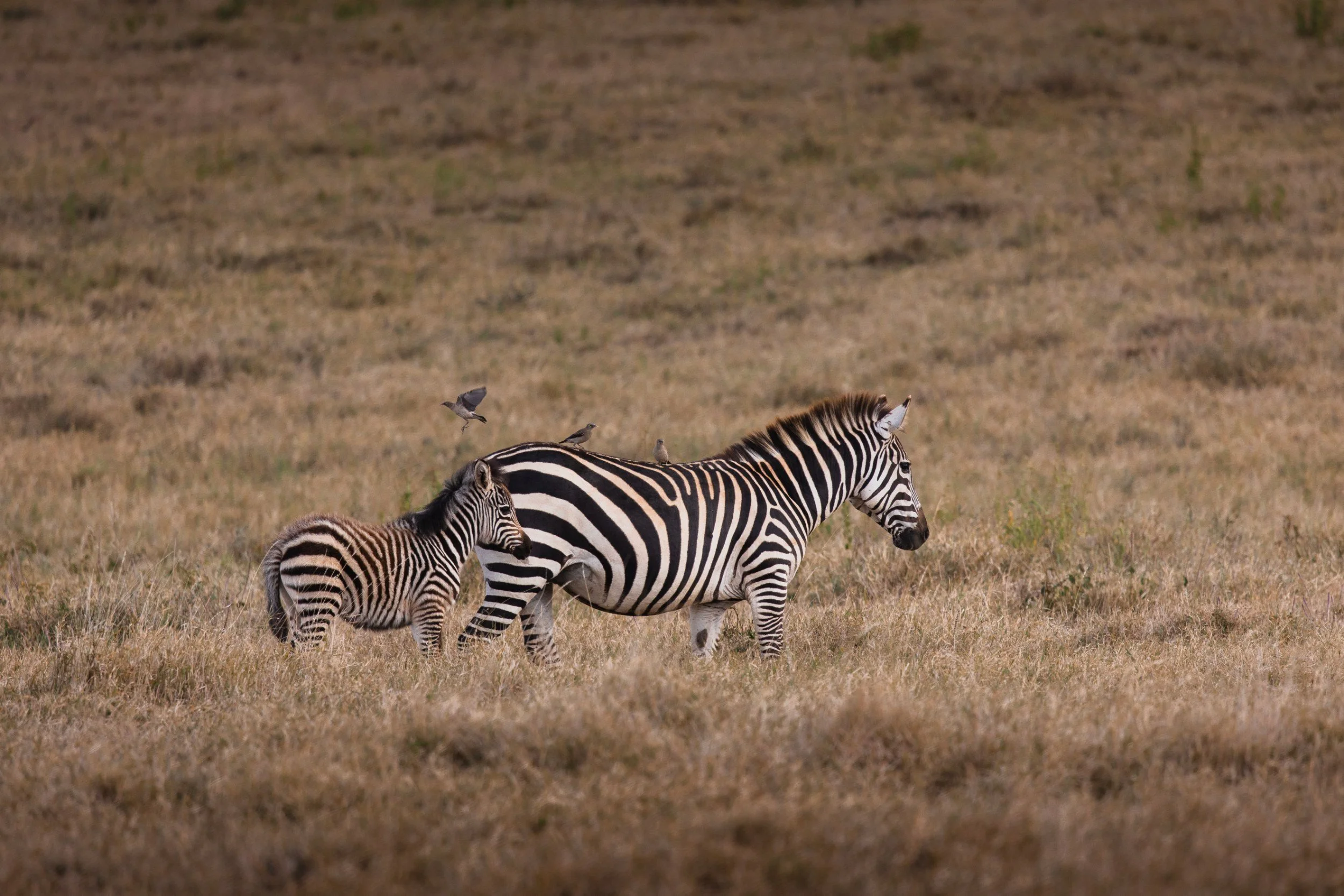 zebra and baby zebra