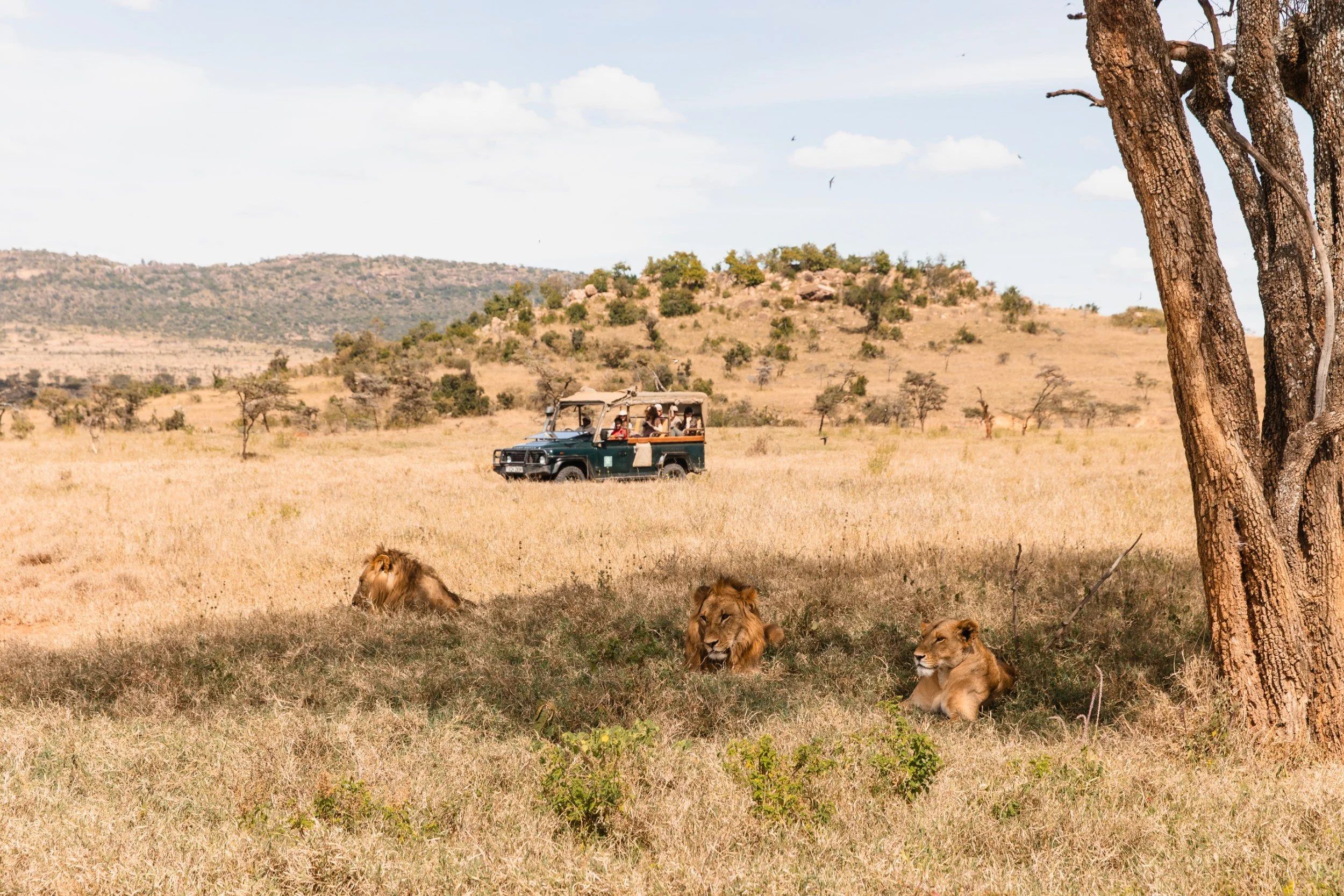 lions spotted on a gamedrive