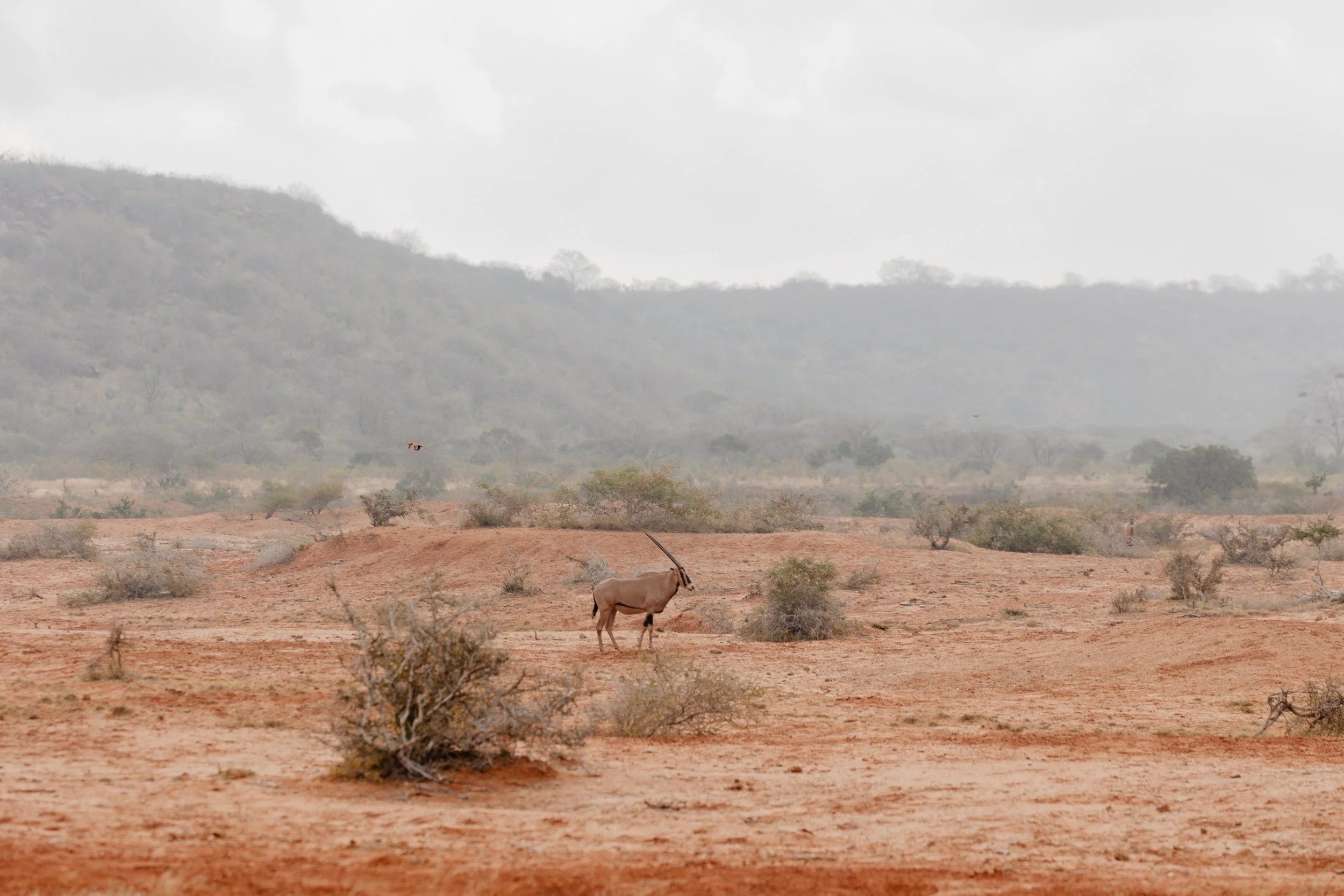 Private Yoga safari at Galdessa Camp on the Galana River, Tsavo East, Kenya, February 2024. Day eight with Wildlife & Yoga