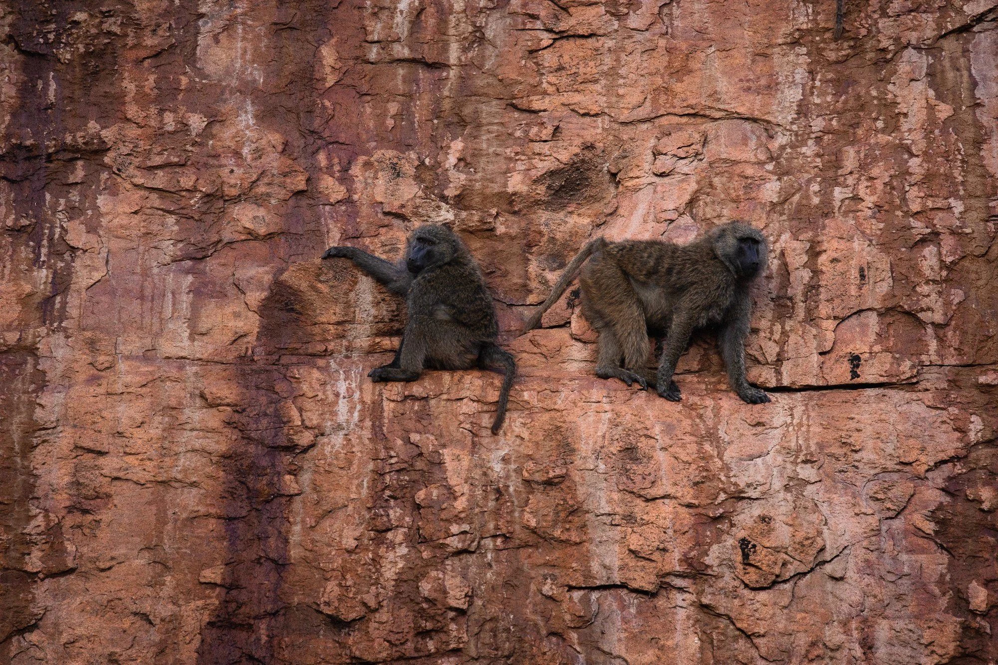 baboon rock