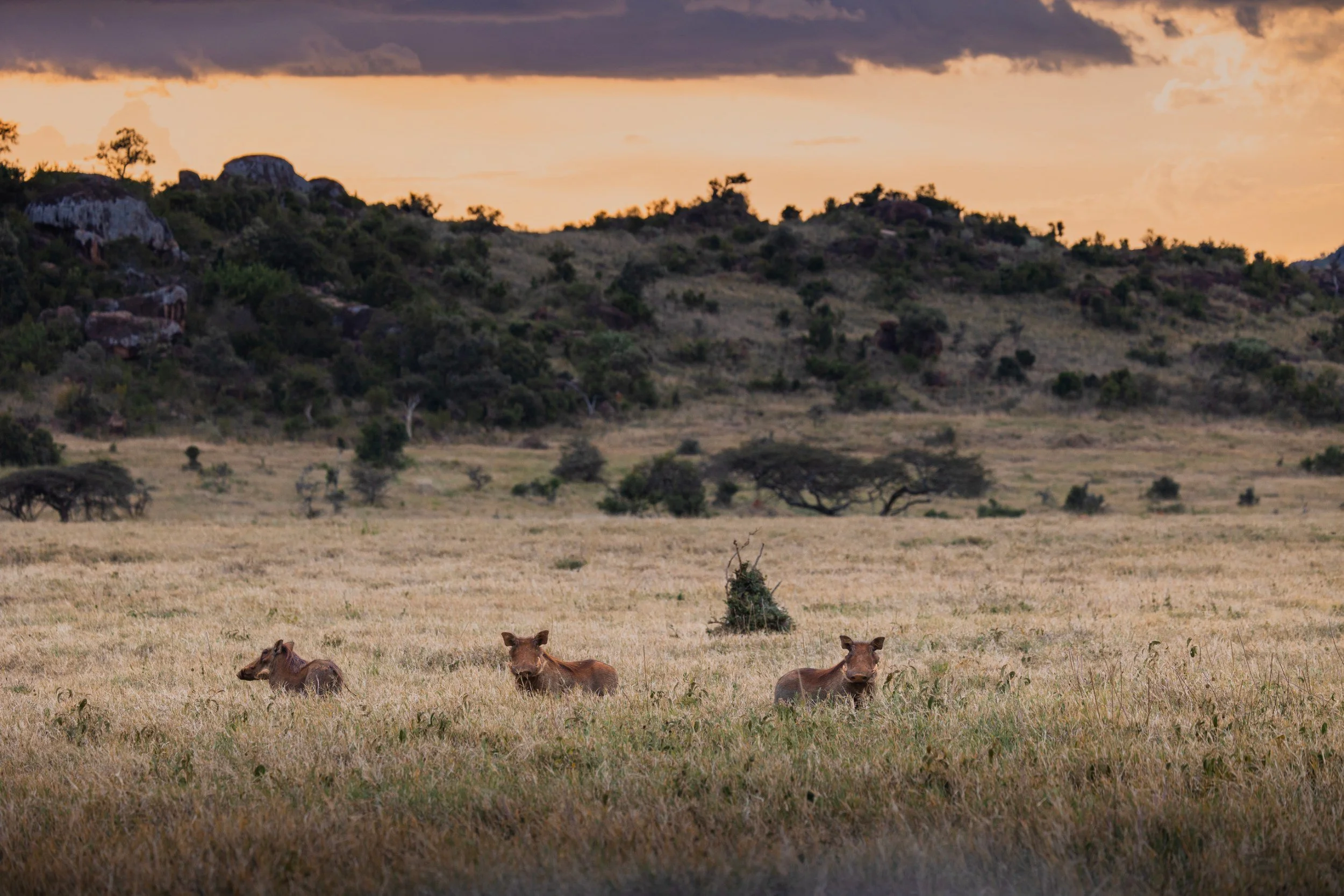 warthog family