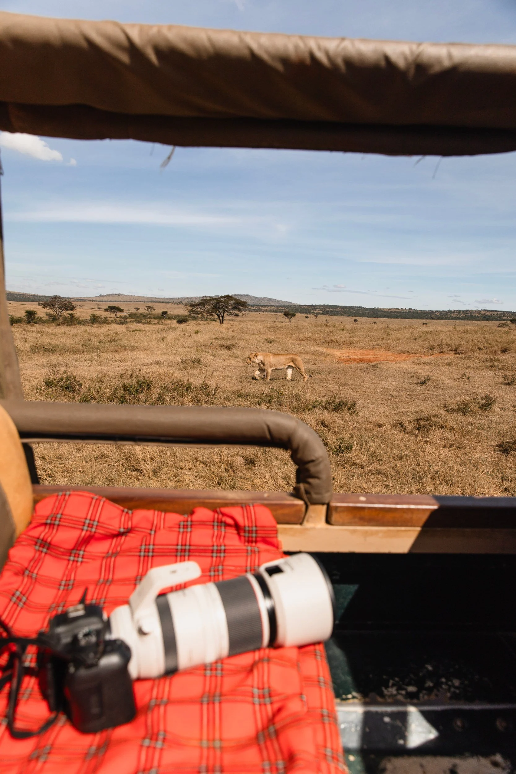 camera and lion