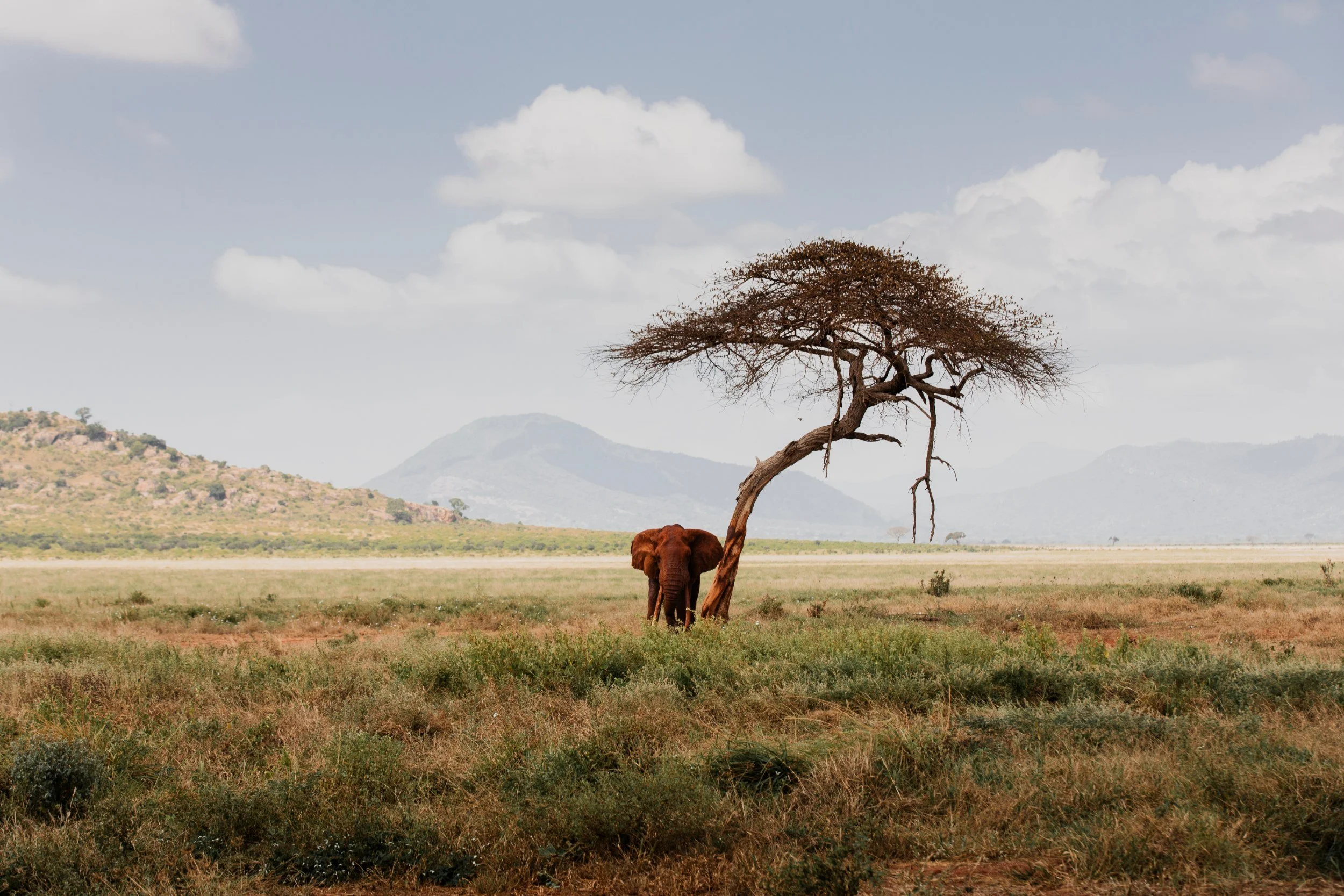 Private Yoga safari at Galdessa Camp on the Galana River, Tsavo East, Kenya, February 2024. Day seven with Wildlife & Yoga