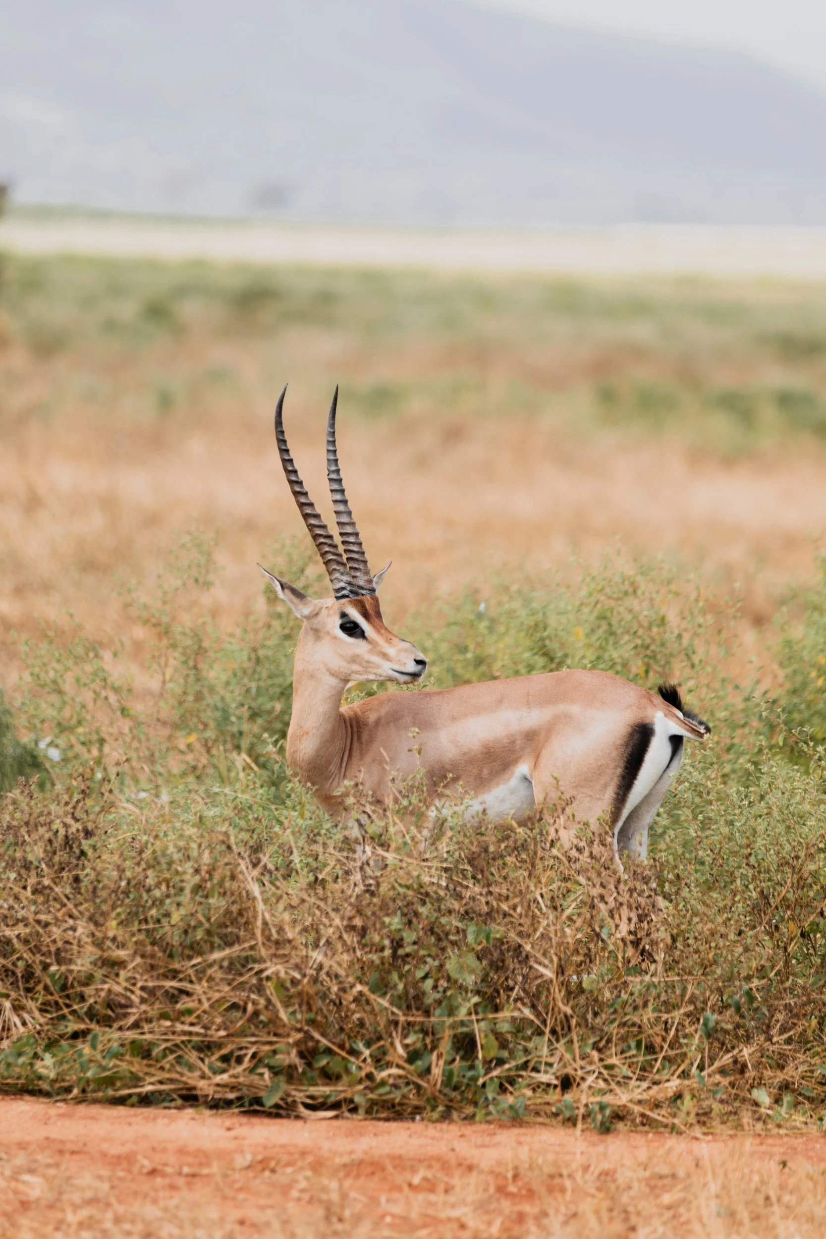 Private Yoga safari at Galdessa Camp on the Galana River, Tsavo East, Kenya, February 2024. Day seven with Wildlife & Yoga