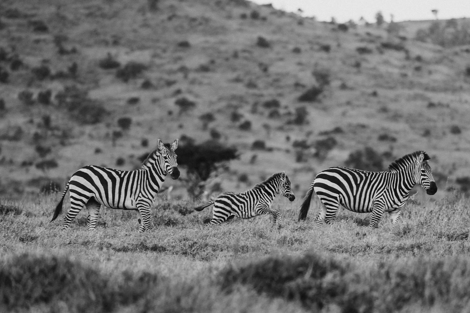 Return to the Wild - Zebras in Kenya