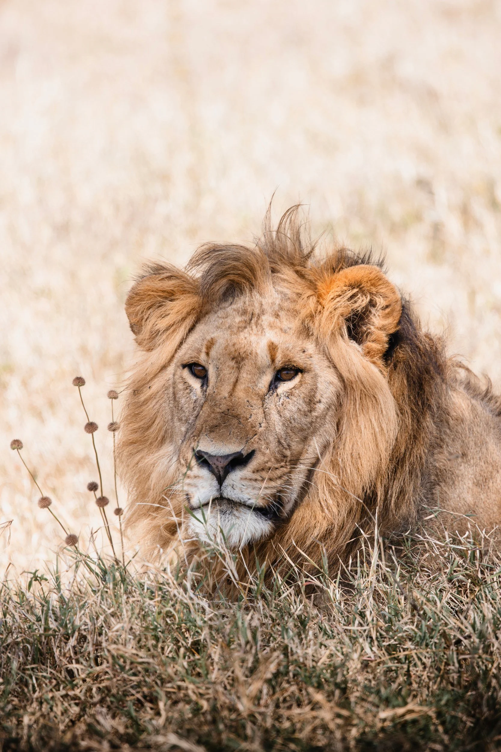 male lion