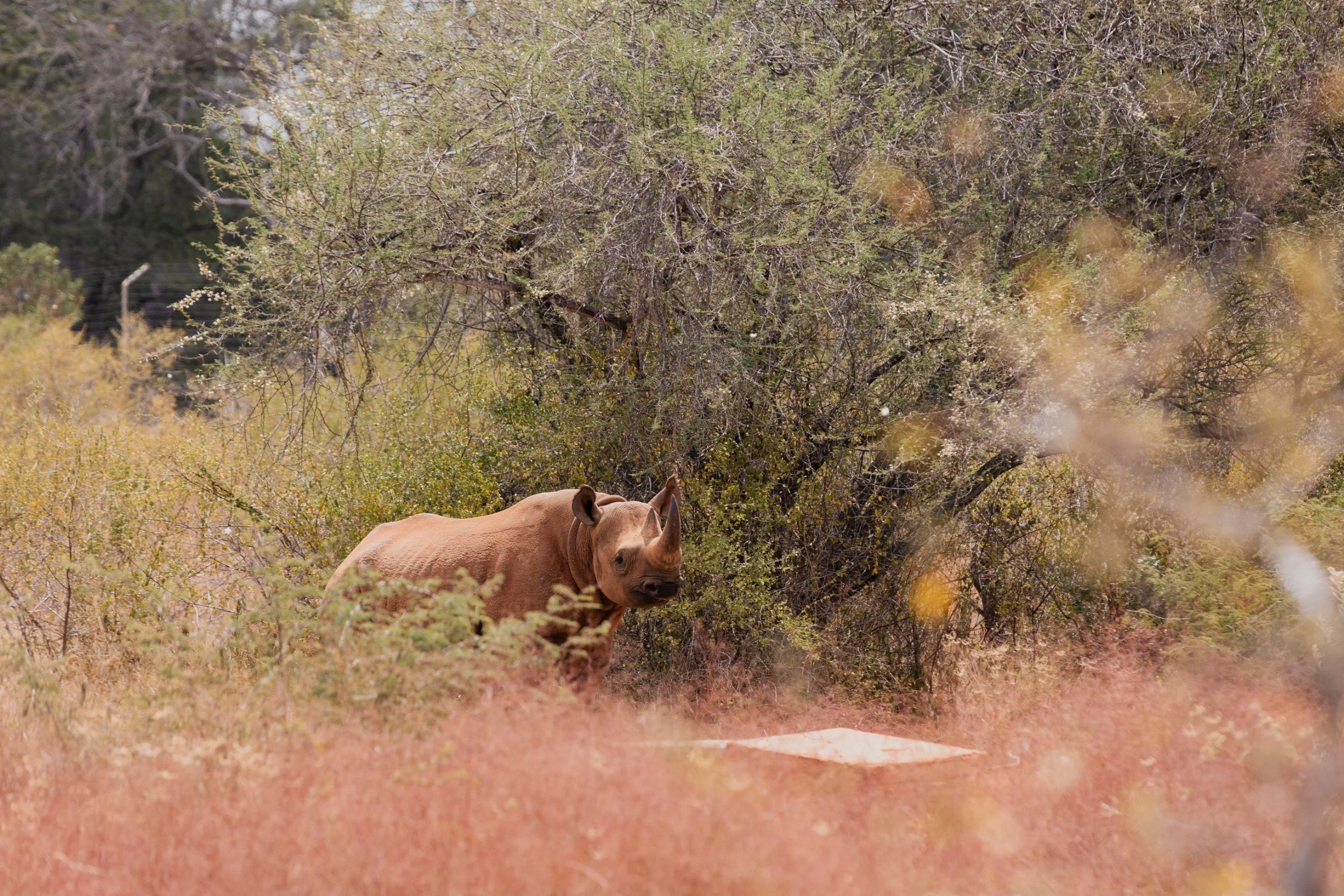Private Yoga safari at Galdessa Camp on the Galana River, Tsavo East, Kenya, February 2024. Day eight with Wildlife & Yoga