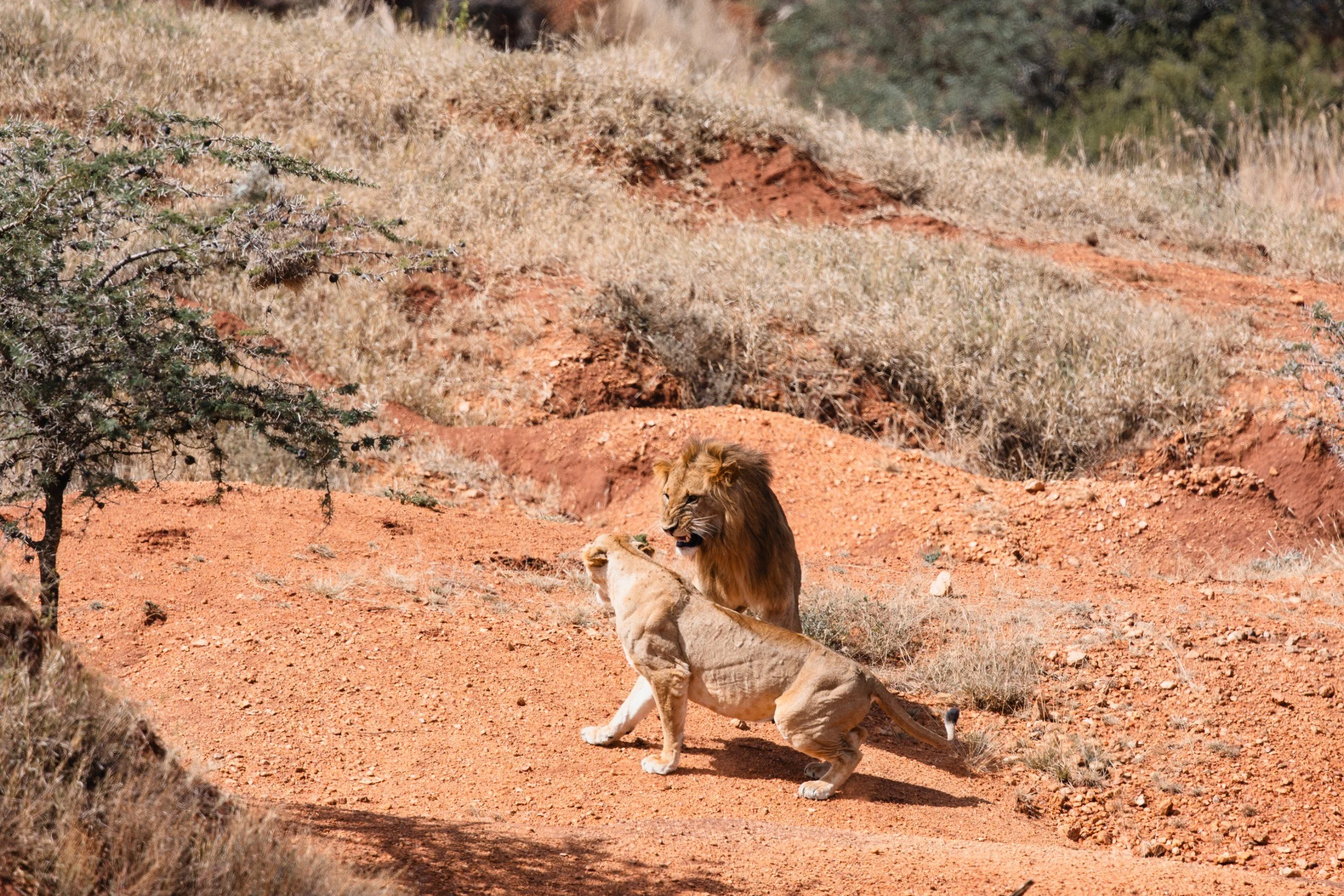 male and female lion fighting