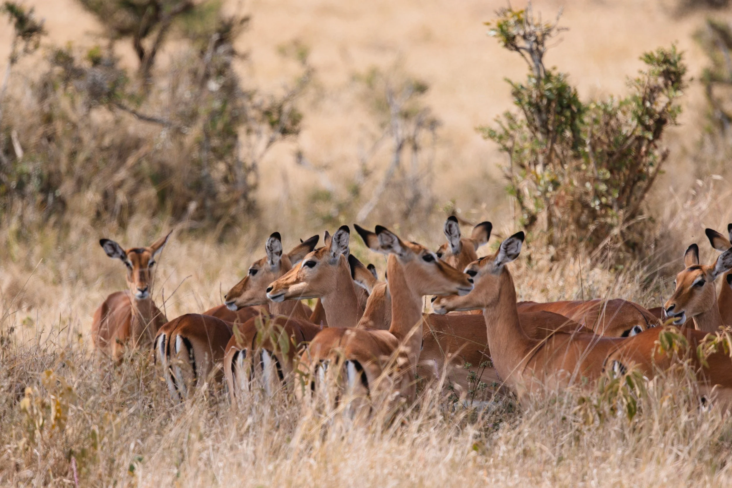 impala herd in long grass