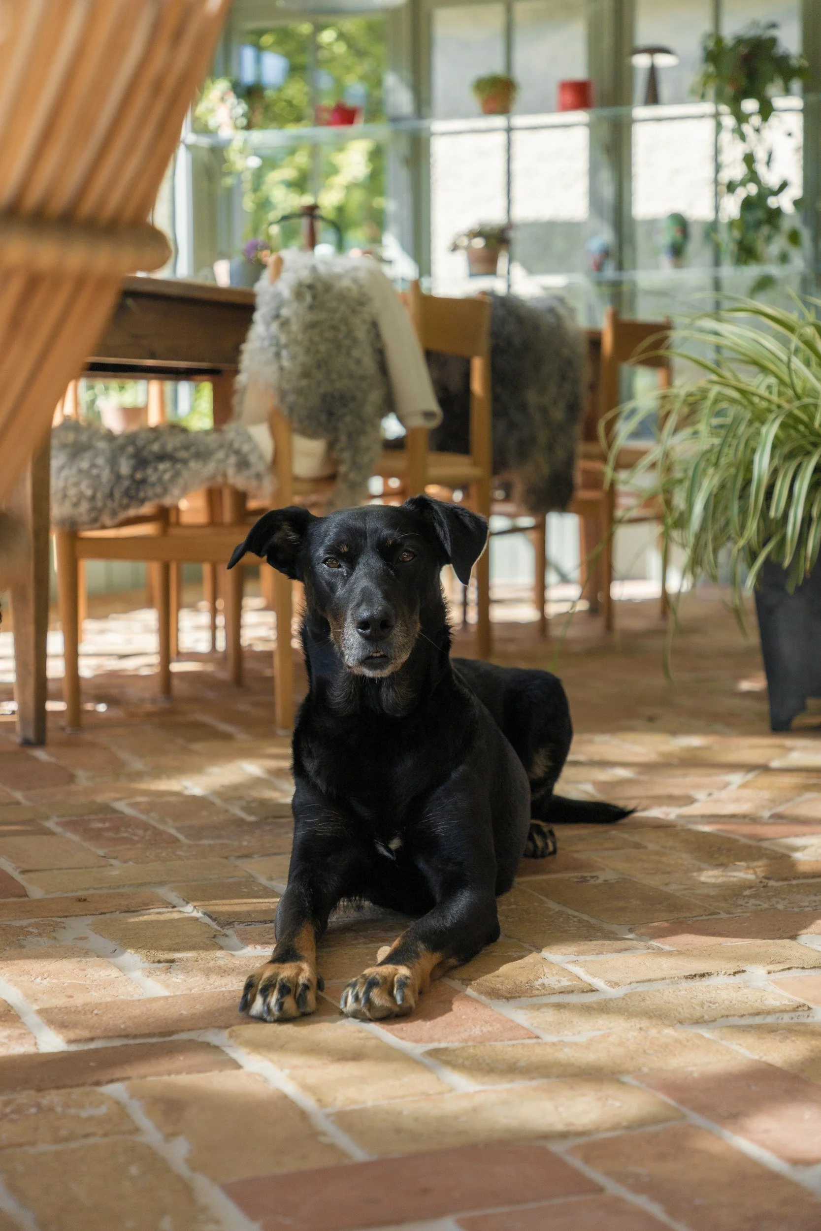 dog on retreat