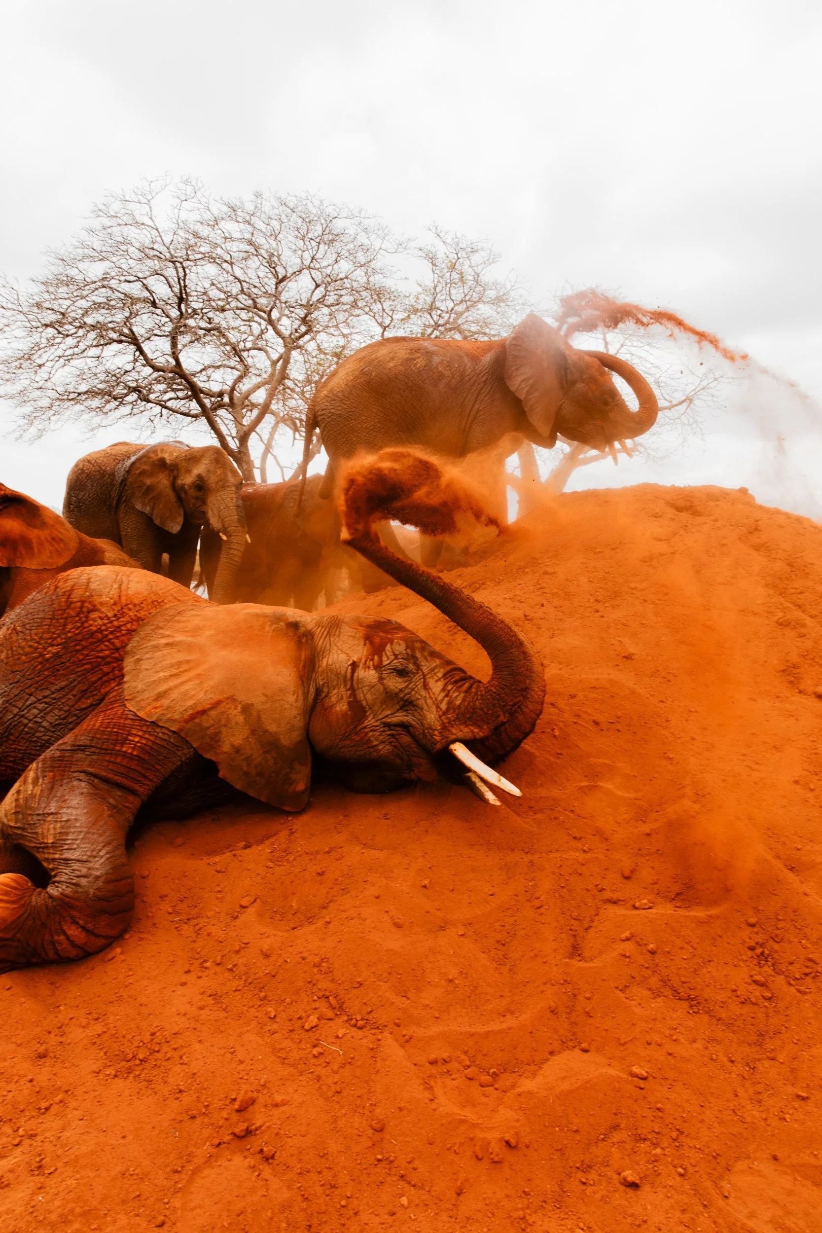 Private Yoga safari at Galdessa Camp on the Galana River, Tsavo East, Kenya, February 2024. Day seven with Wildlife & Yoga