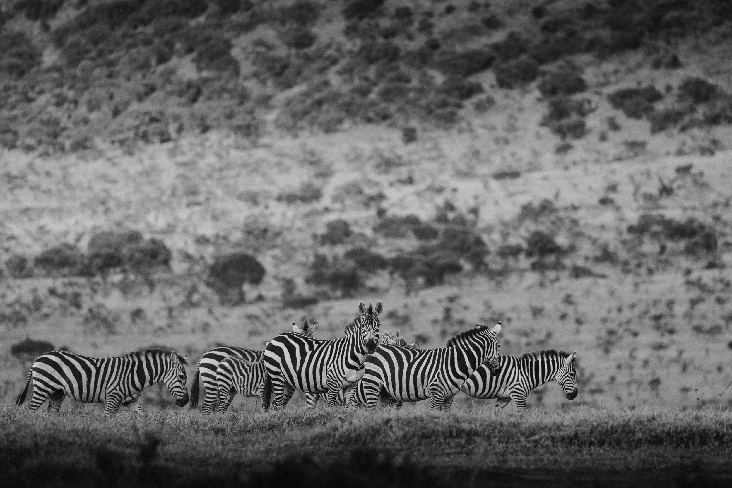 zebra herd