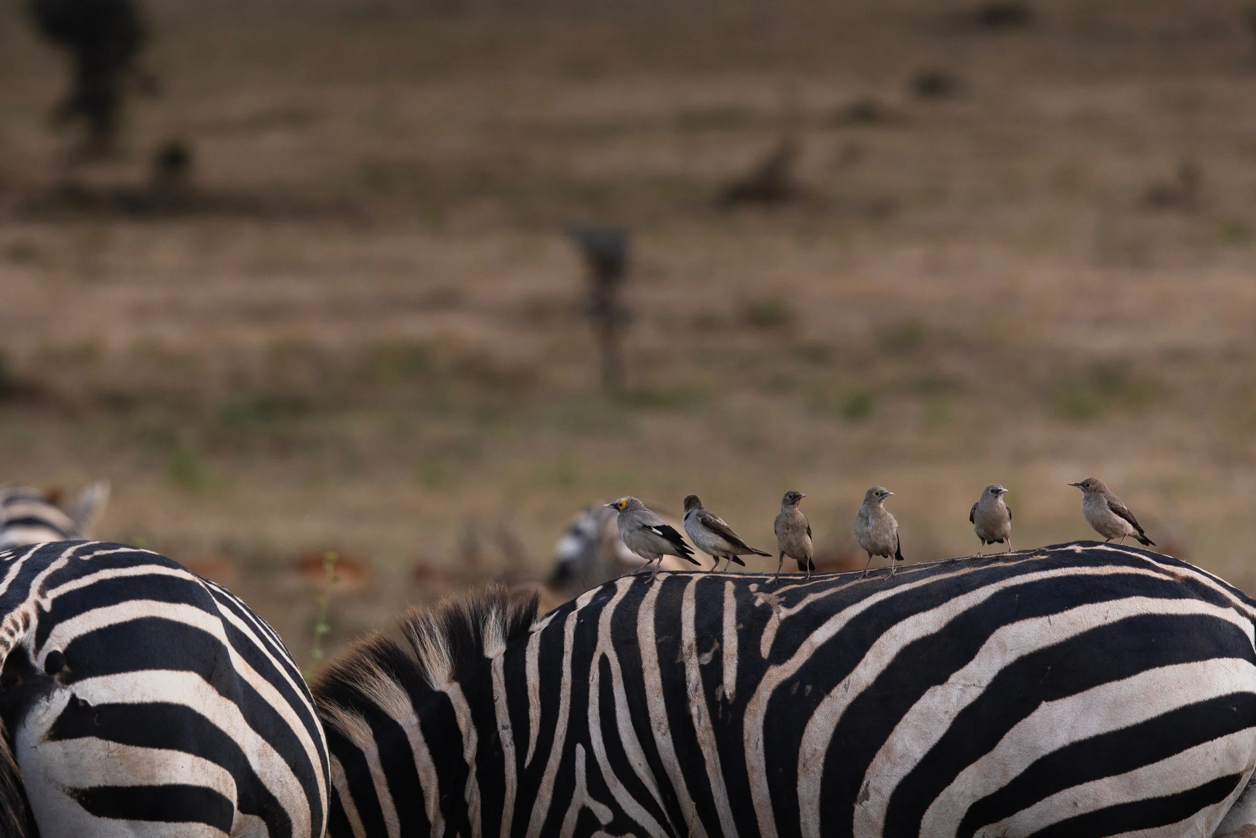 zebra and birds