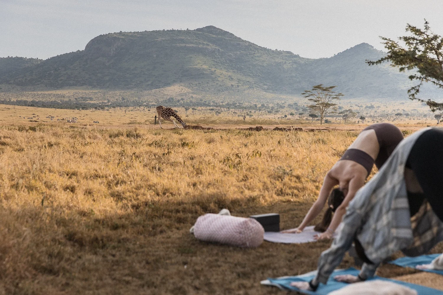 Wild Flow Retreat - Kenya wilderness with giraffe