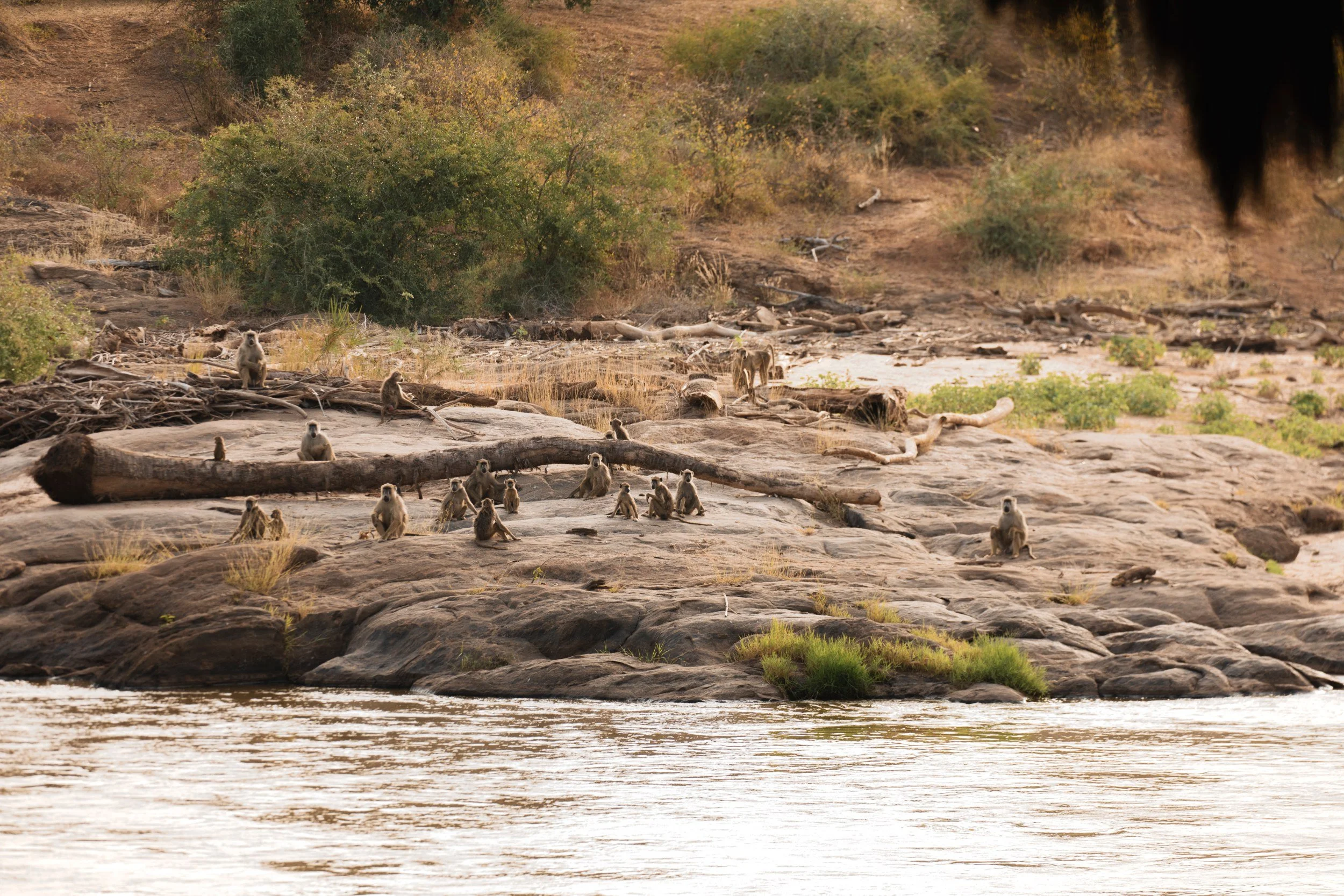Private Yoga safari at Galdessa Camp on the Galana River, Tsavo East, Kenya, February 2024. Day nine with Wildlife & Yoga