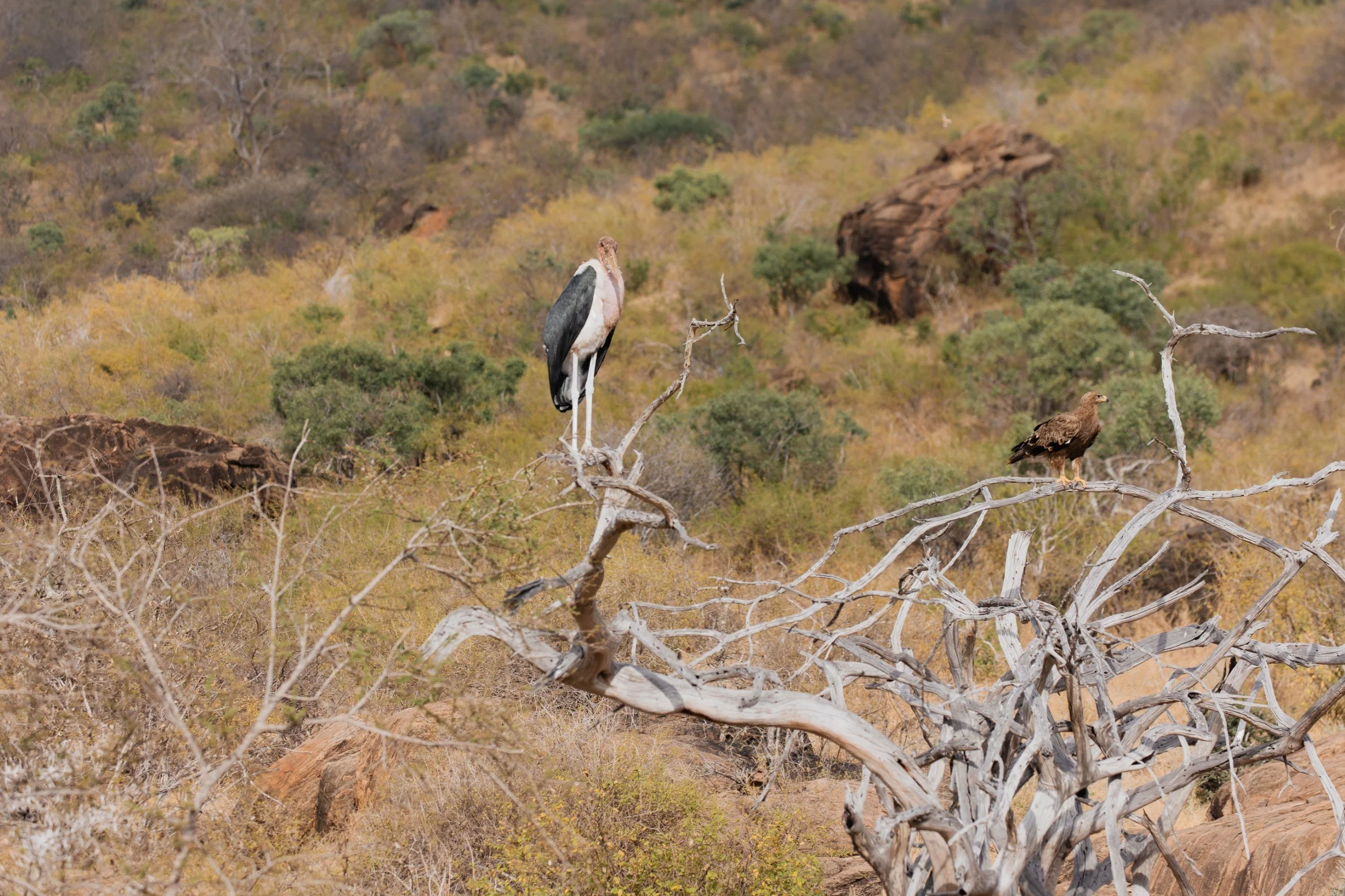 Private Yoga safari at Galdessa Camp on the Galana River, Tsavo East, Kenya, February 2024. Day eight with Wildlife & Yoga