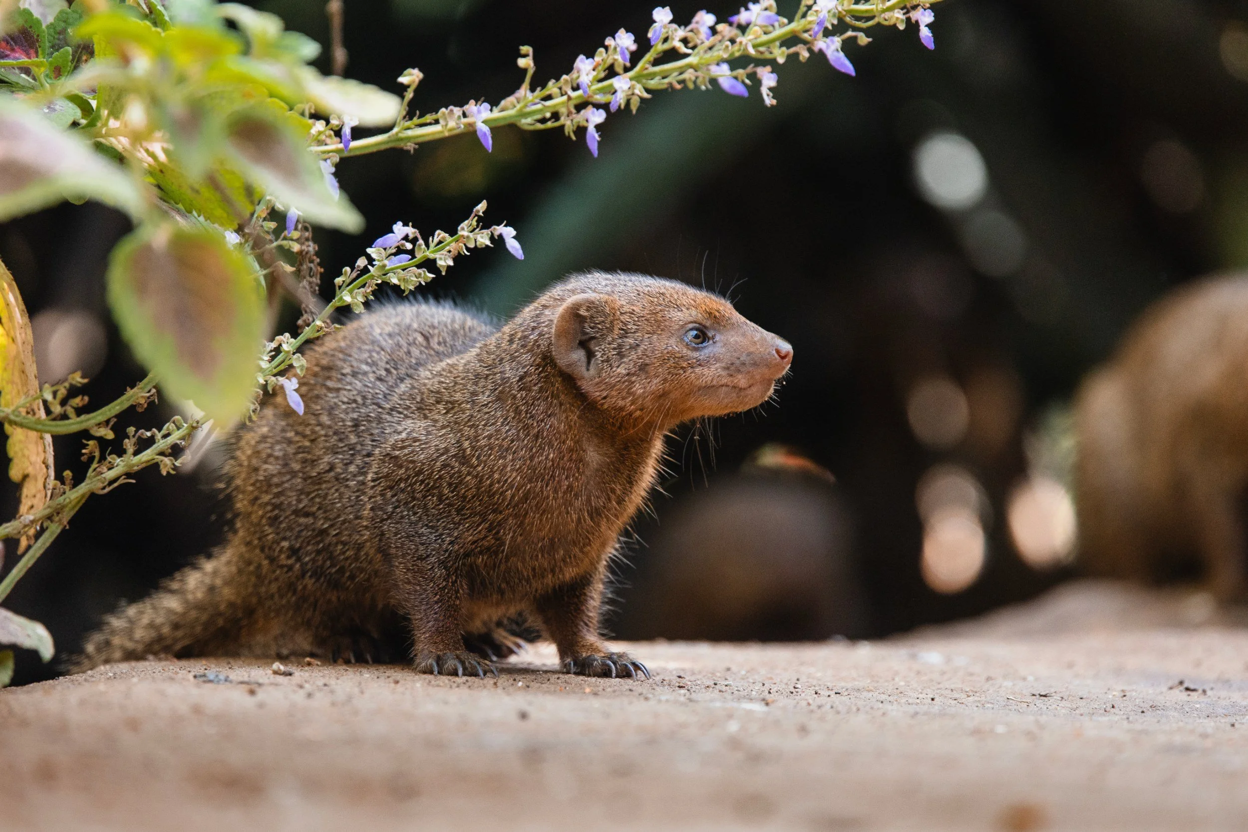 Dwarf Mongoose