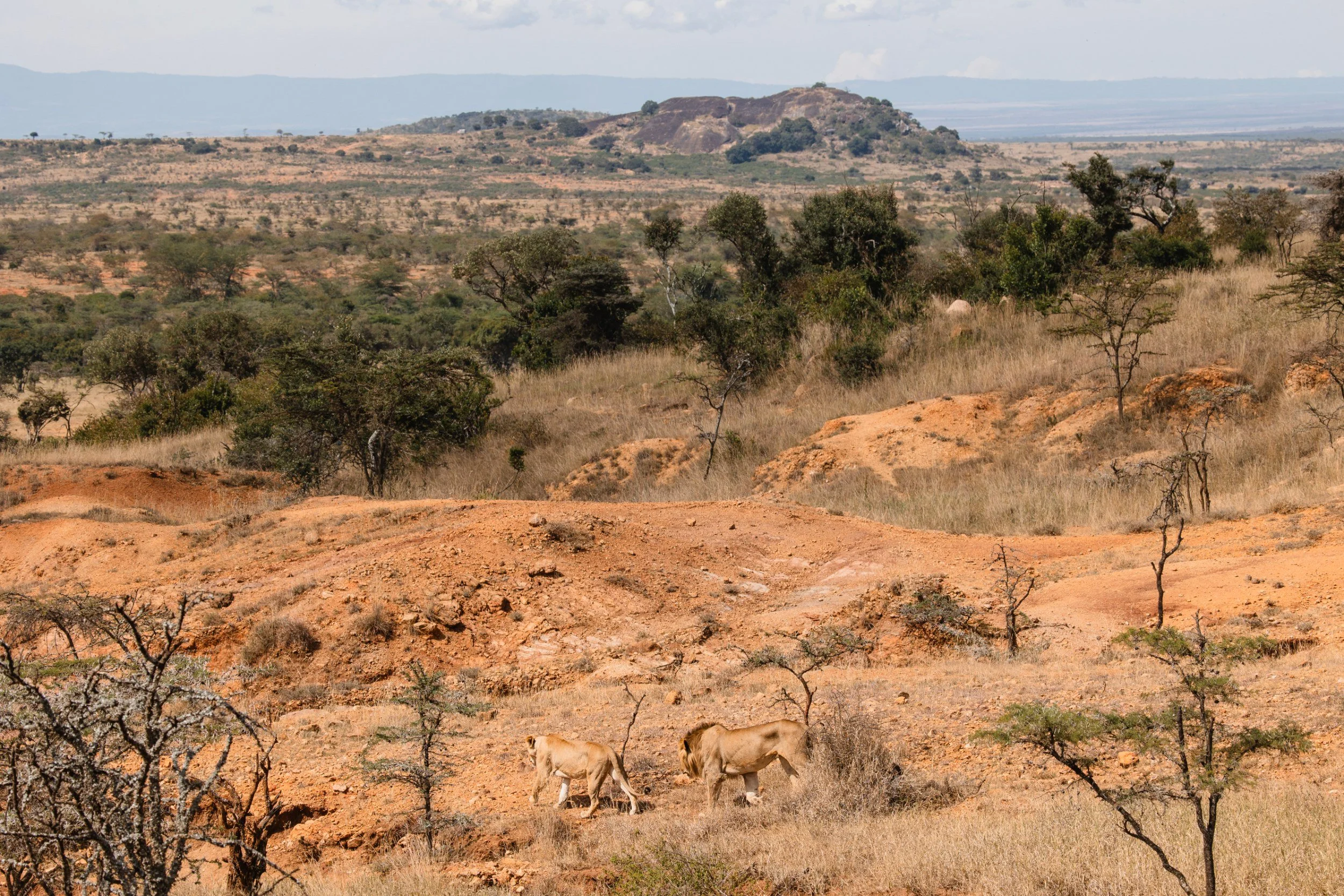 lions at Enasoit 