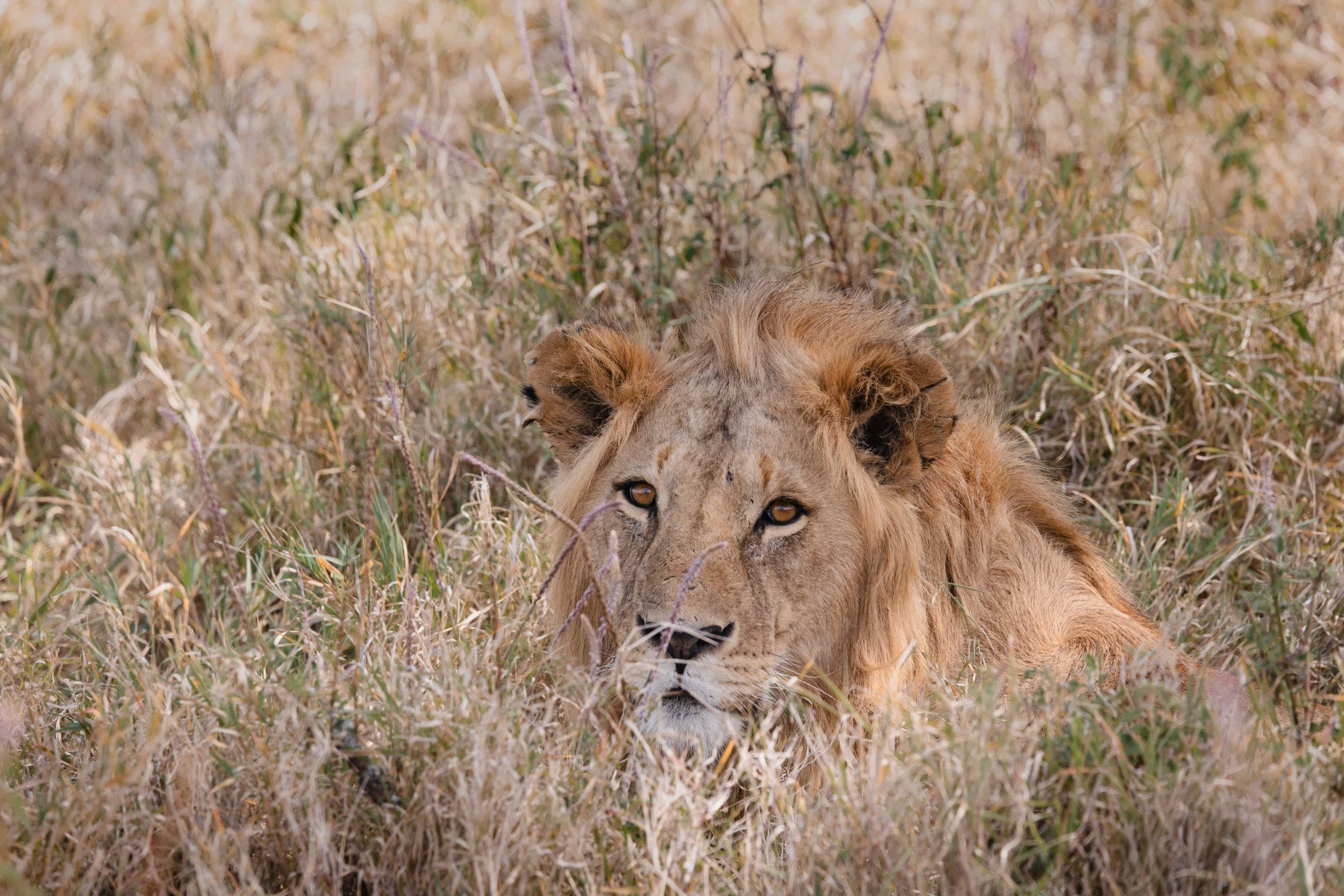 lion spotted in long grass