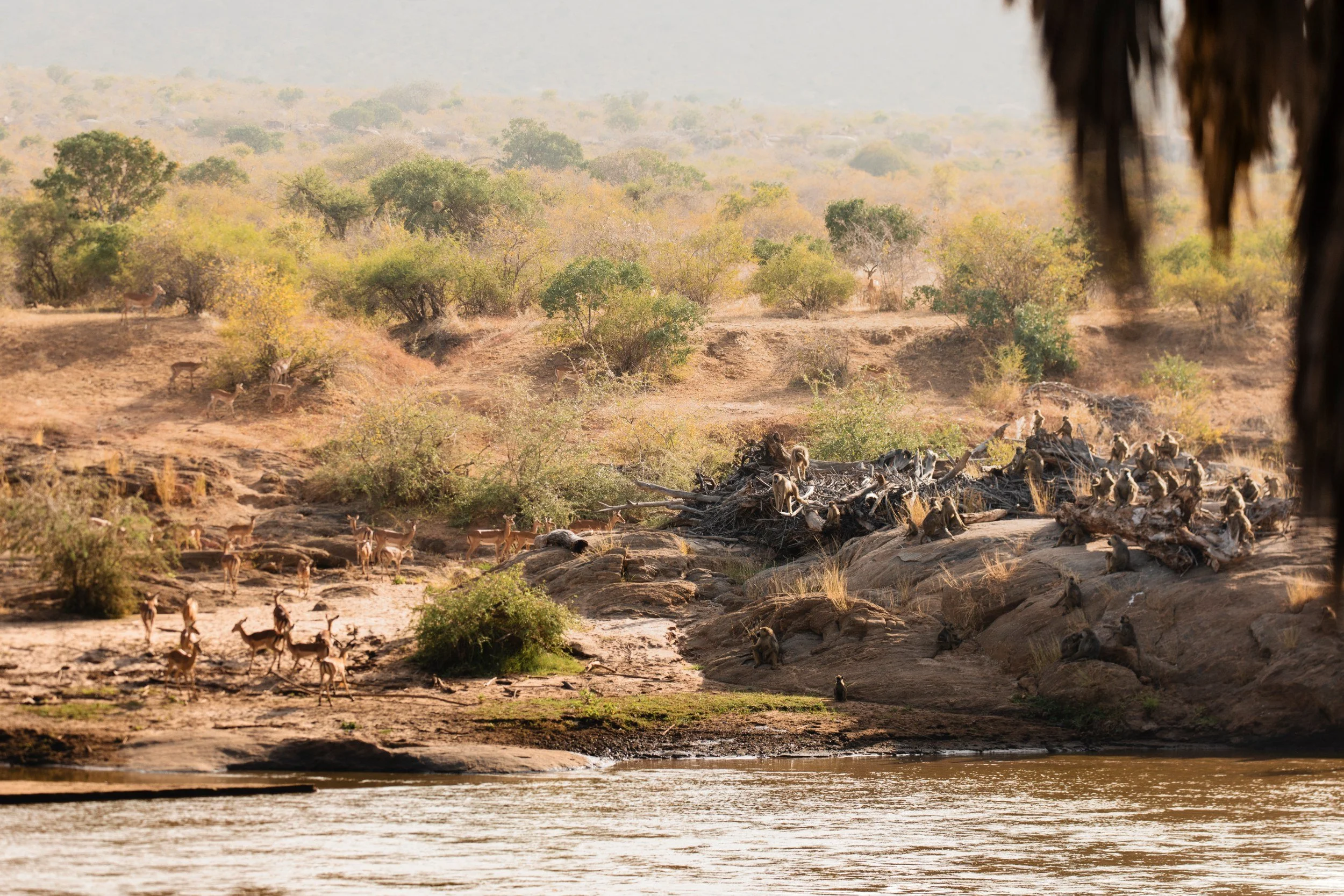Private Yoga safari at Galdessa Camp on the Galana River, Tsavo East, Kenya, February 2024. Day nine with Wildlife & Yoga