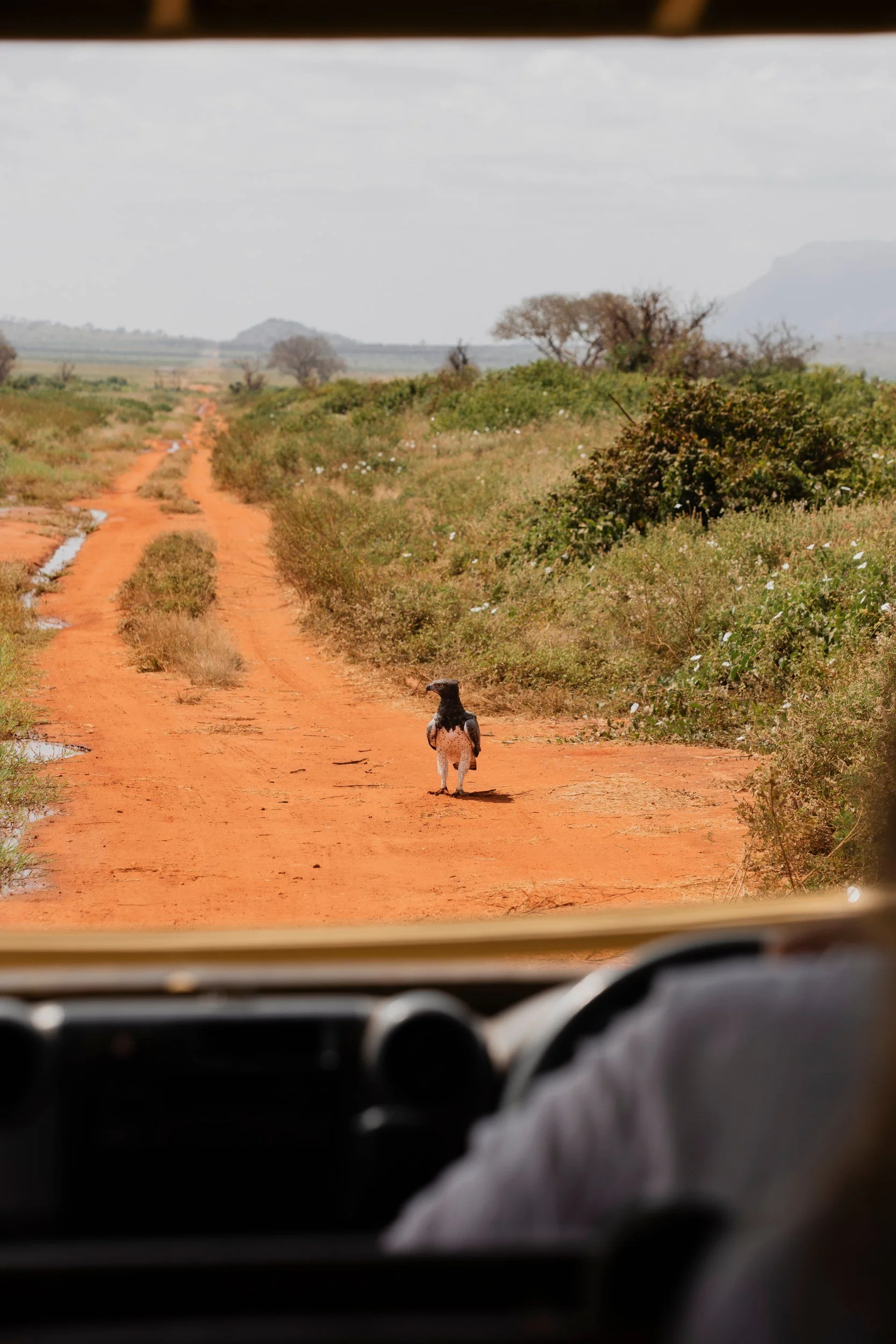 Private Yoga safari at Galdessa Camp on the Galana River, Tsavo East, Kenya, February 2024. Day seven with Wildlife & Yoga