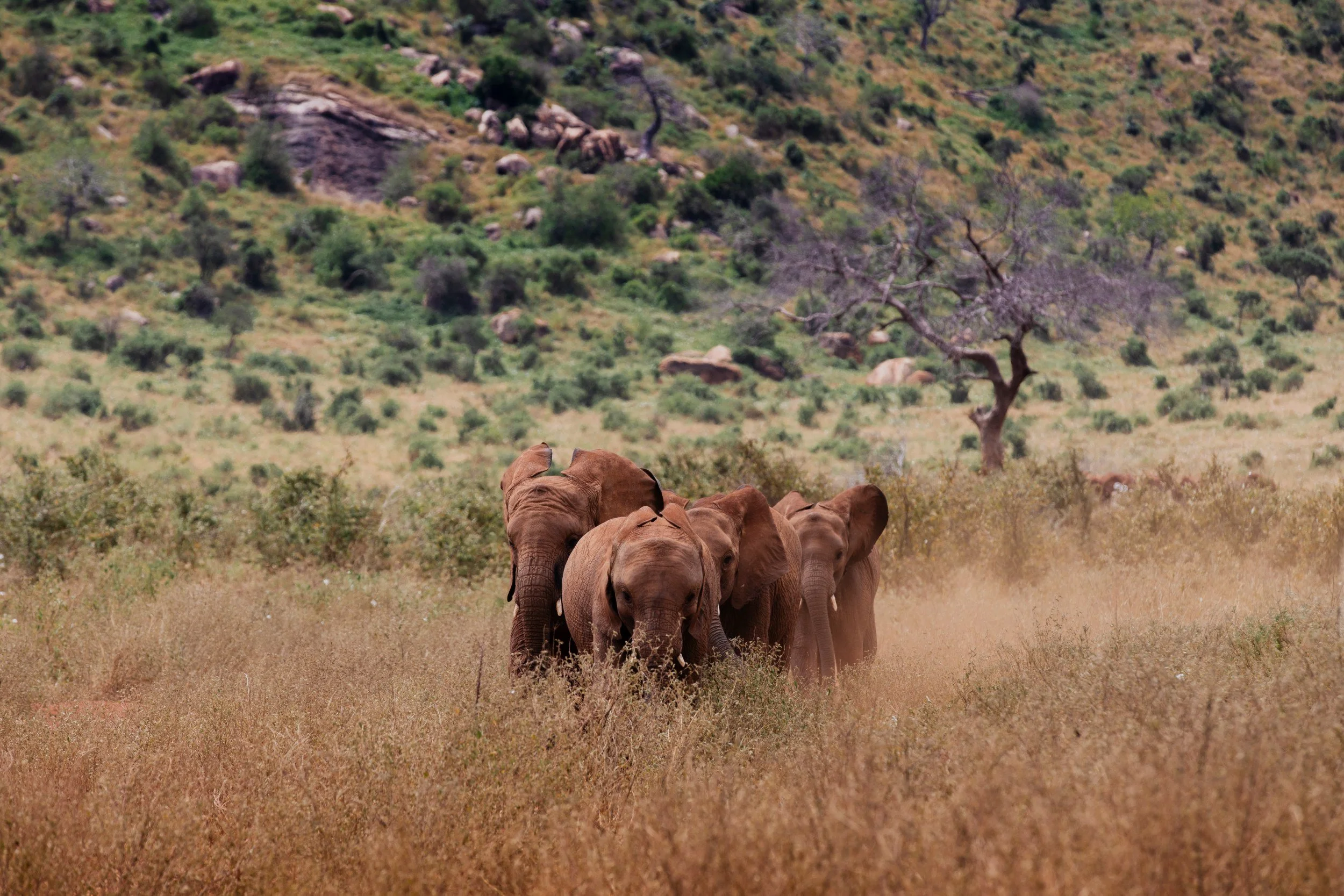 Private Yoga safari at Galdessa Camp on the Galana River, Tsavo East, Kenya, February 2024. Day seven with Wildlife & Yoga