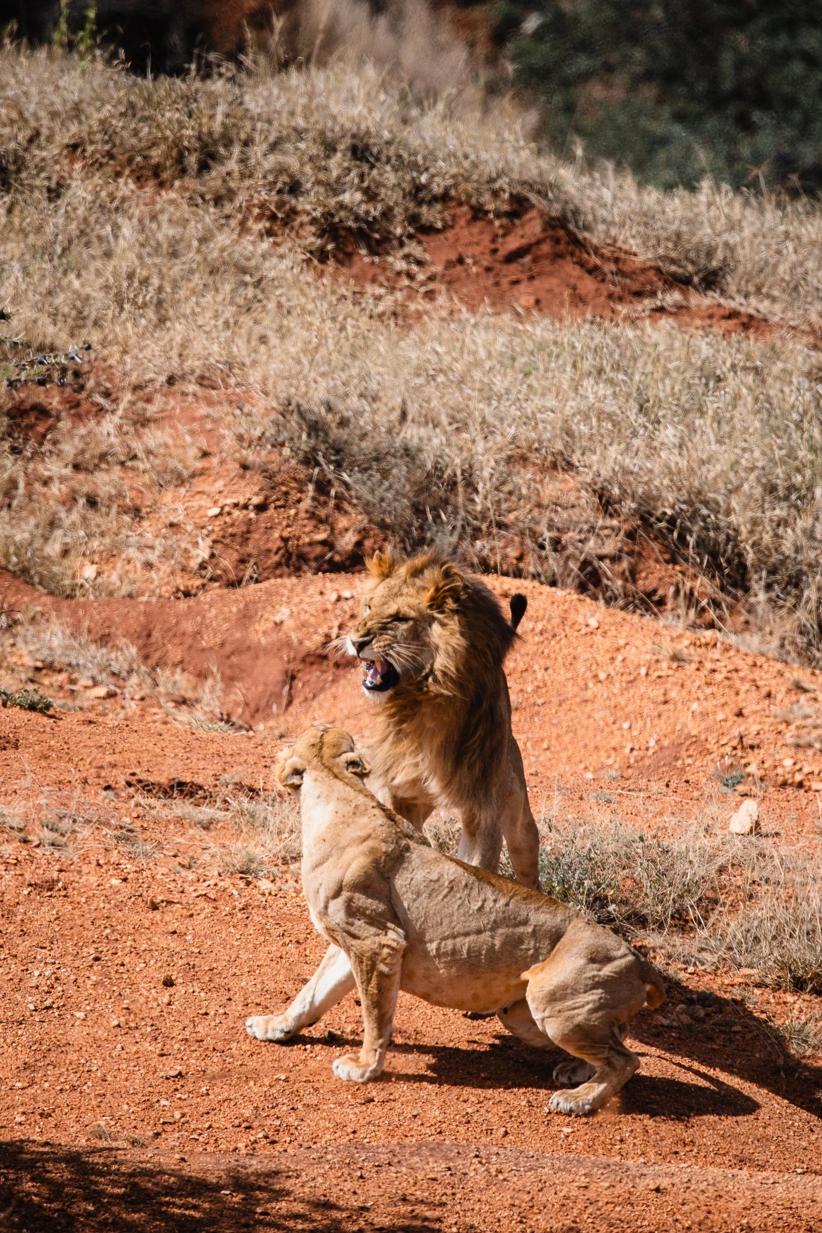 male and female lion