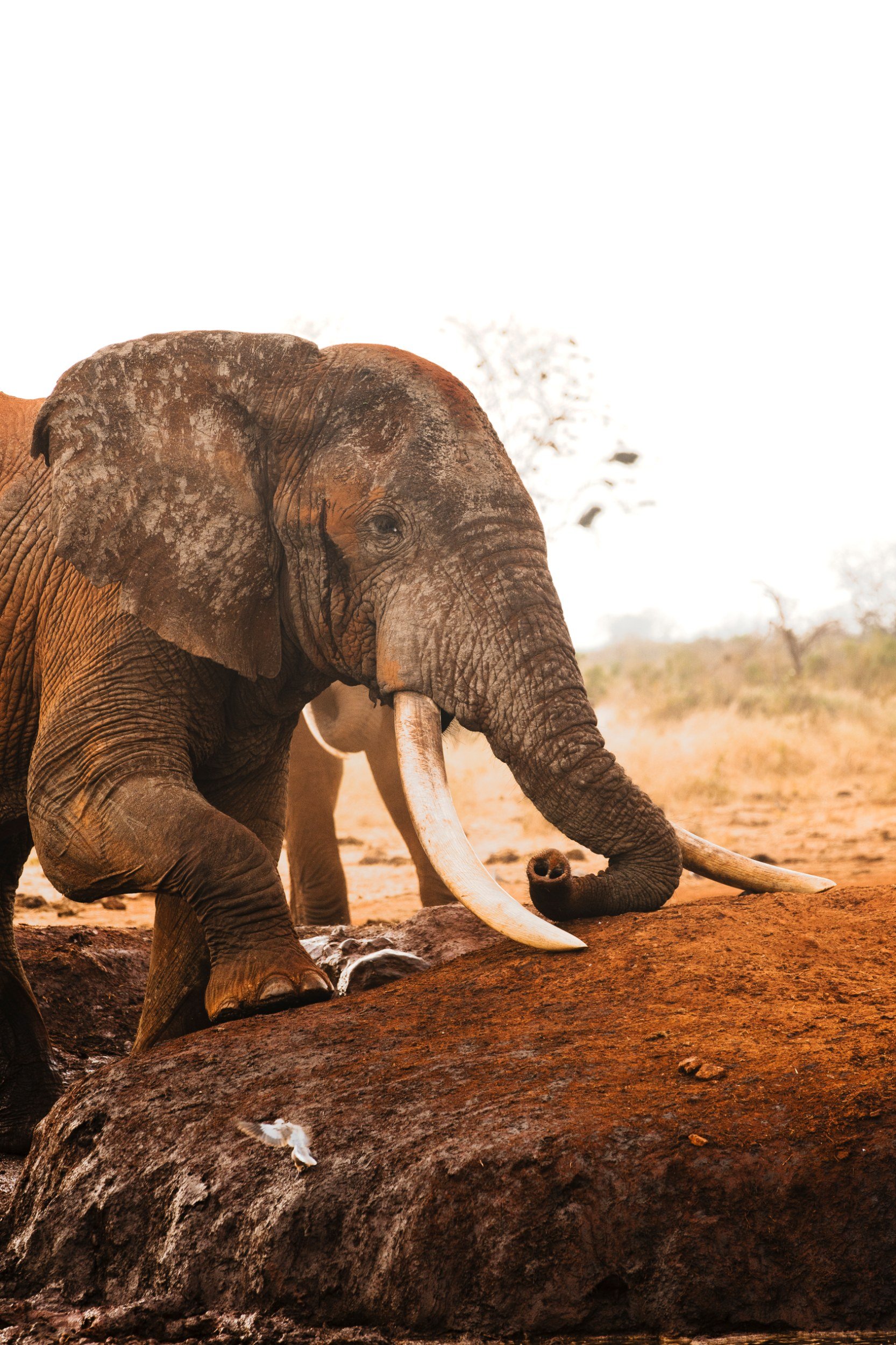 Private Yoga safari at Galdessa Camp on the Galana River, Tsavo East, Kenya, February 2024. Day eight with Wildlife & Yoga