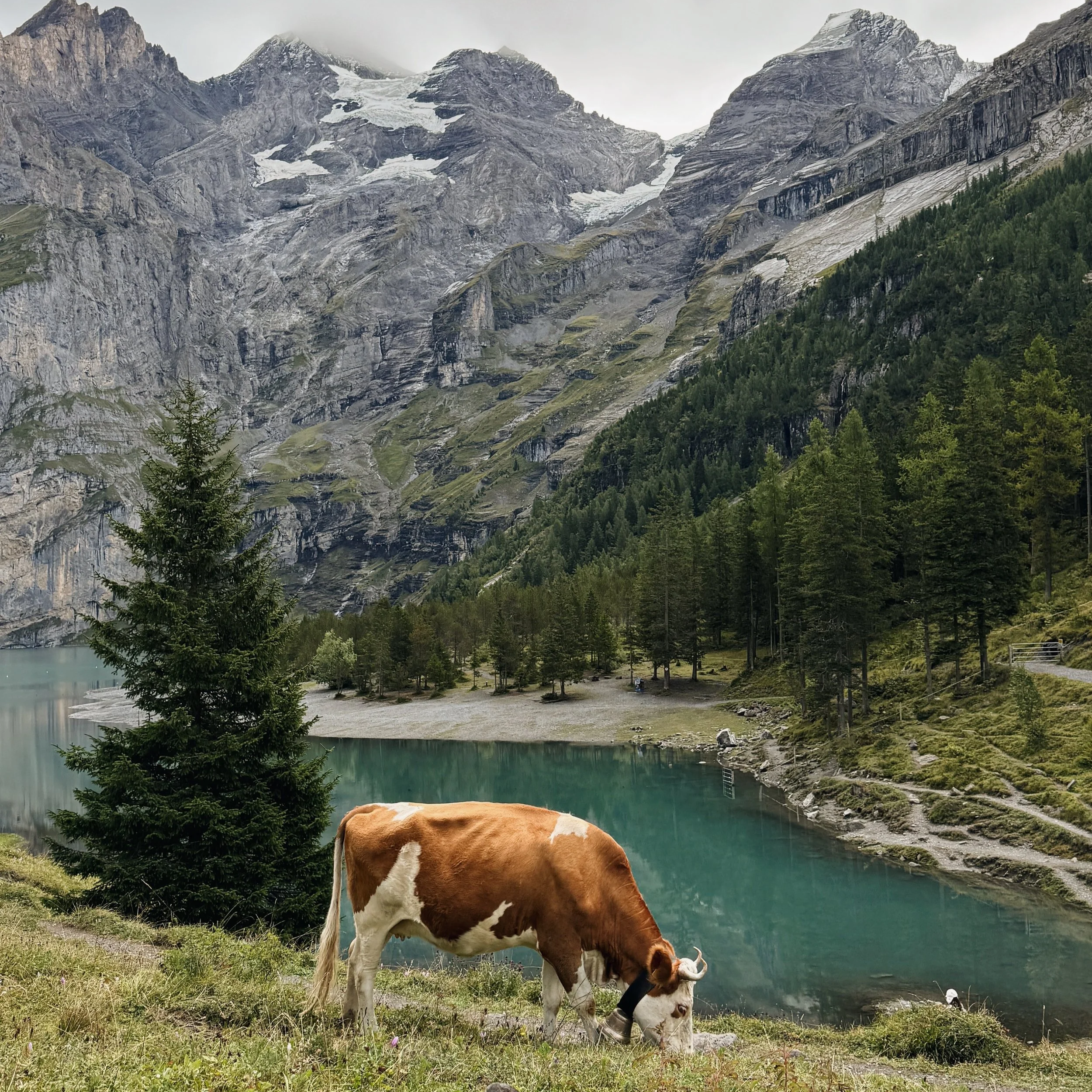 Vaca pastando cerca de un lago rodeado de árboles y montañas con nieve en el fondo.