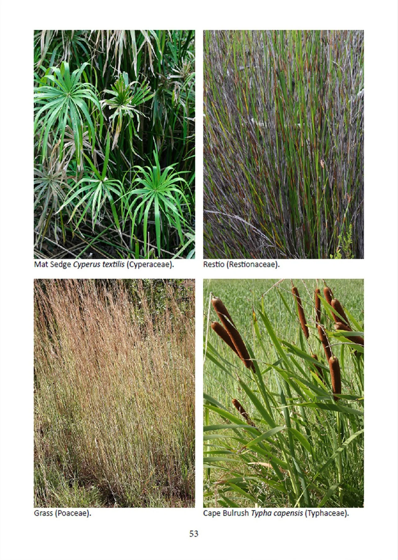Inside pages -Gardening for Nature-eBook -indigenous grasses,sedges and restios-images.jpg