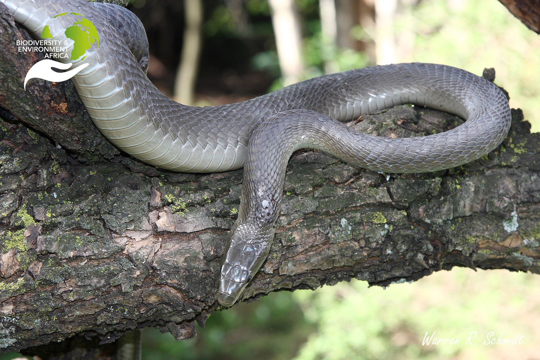 Black mambas have adapted well to peri-urban areas of Durban in South Africa